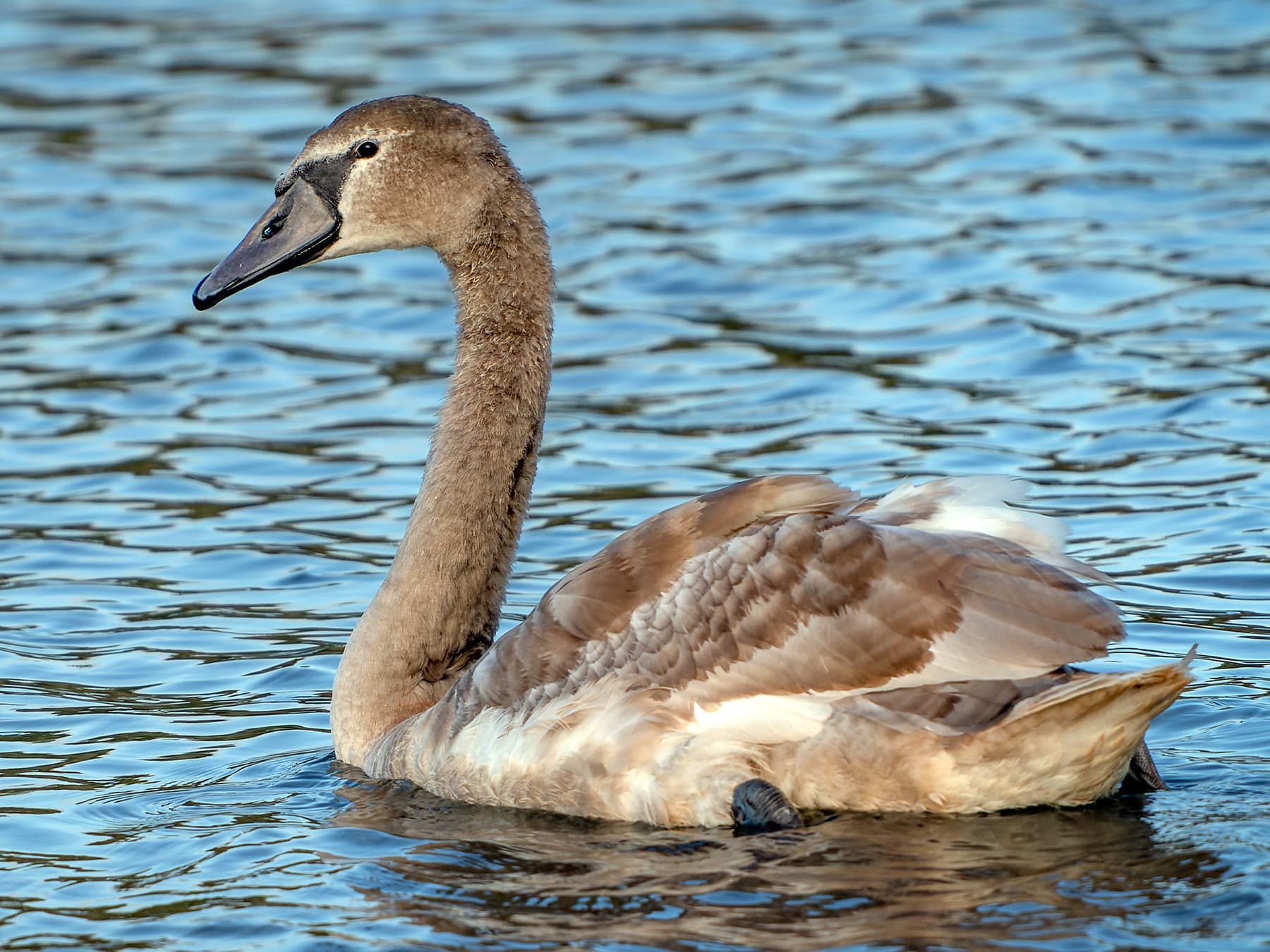 Juvenile Mute Swan