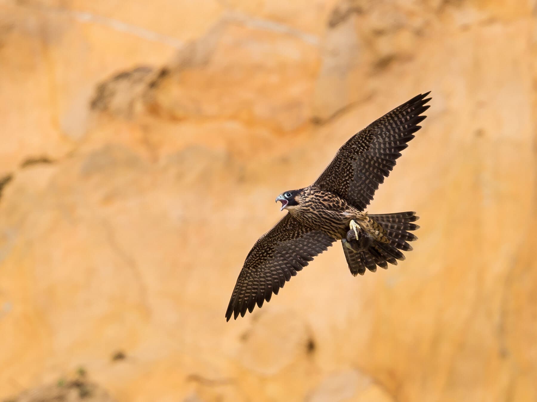 Juvenile peregrine falcon flight