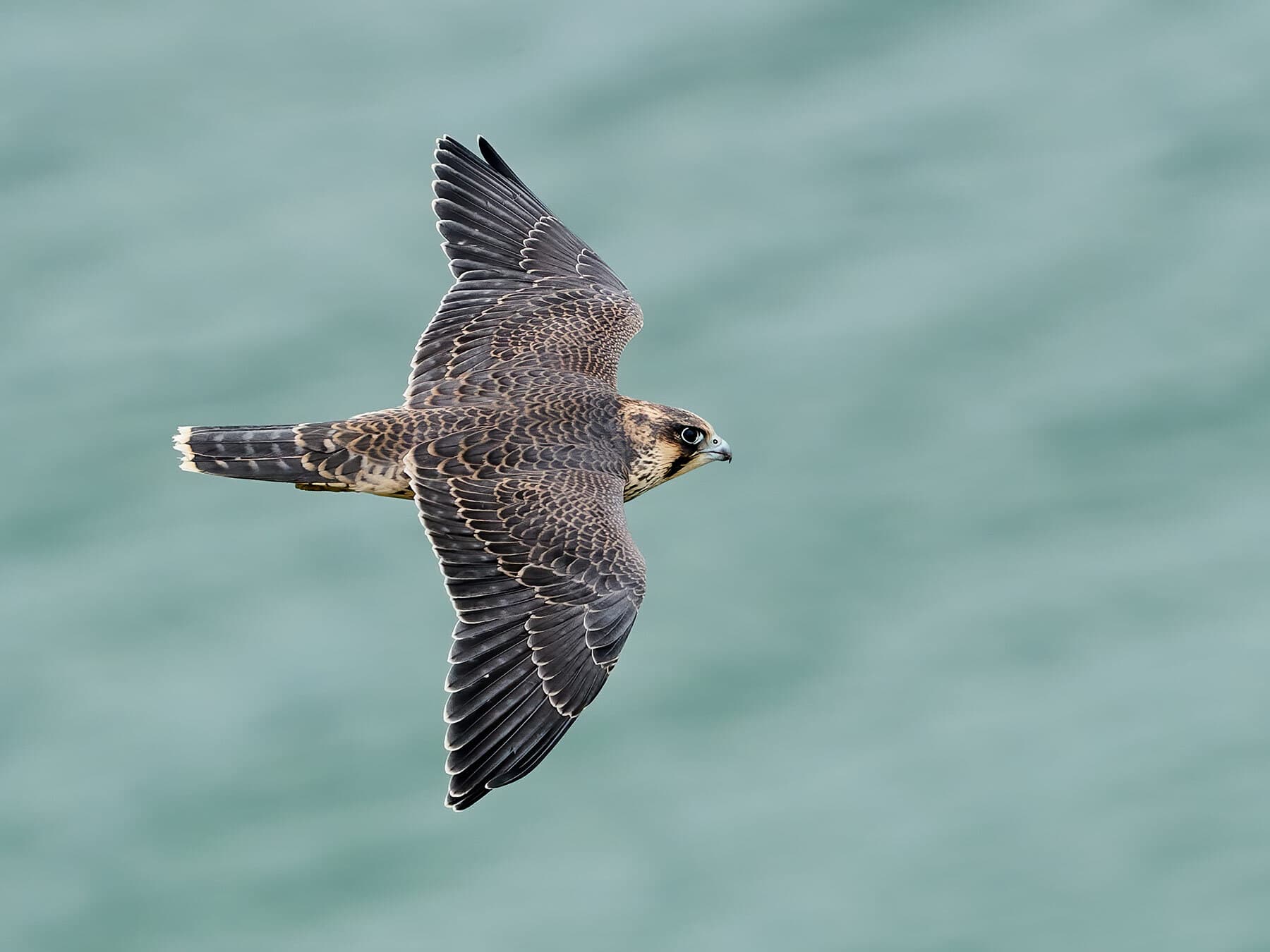 Juvenile peregrine falcon