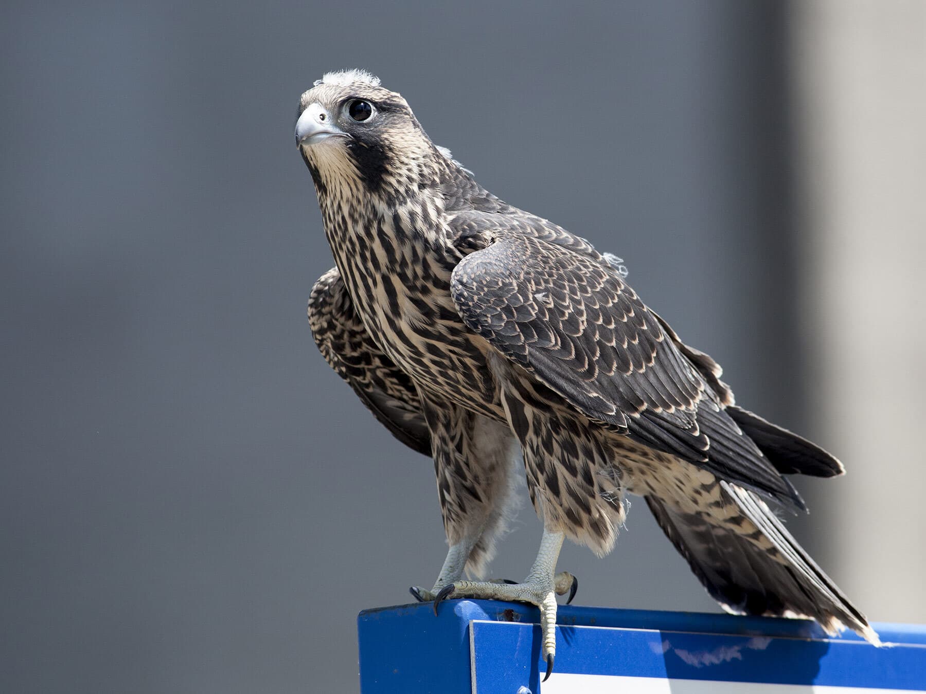 Juvenile peregrine falcon