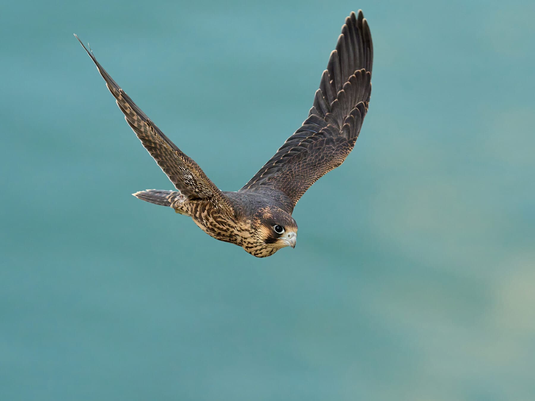 Juvenile peregrine flying