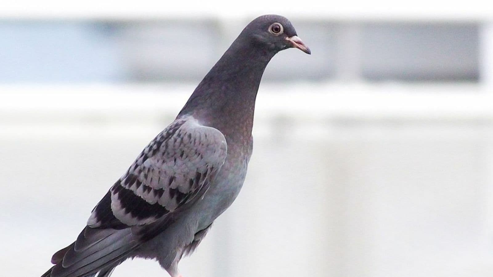 Juvenile pigeon