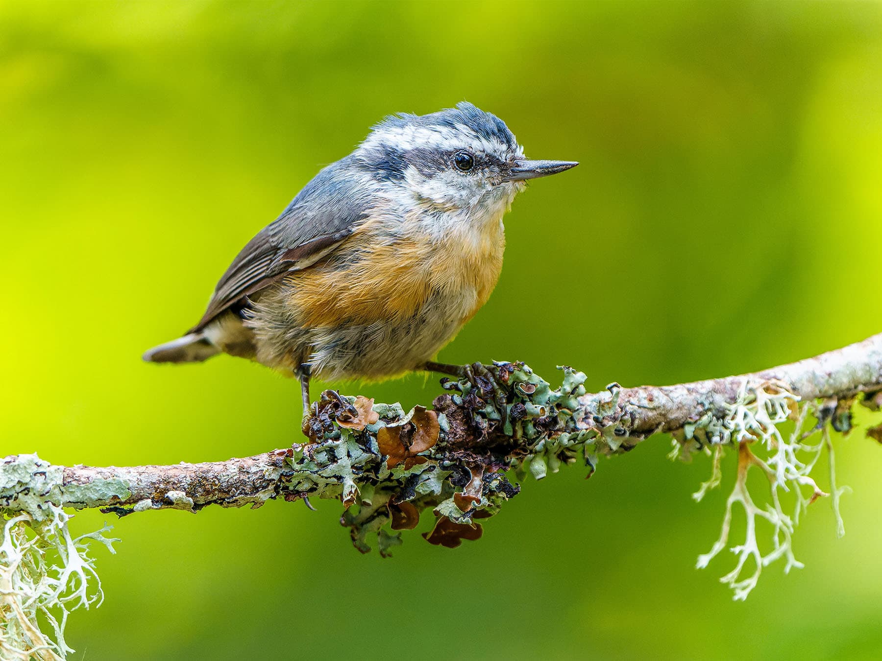 Juvenile Red-breasted Nuthatch