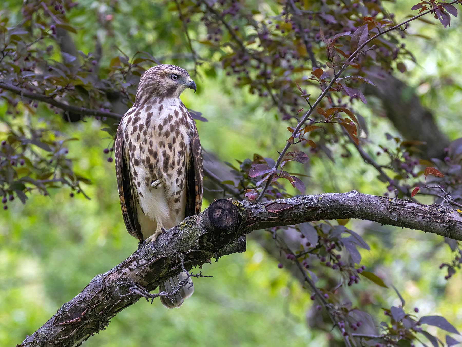 Juvenile Red-shouldered Hawk