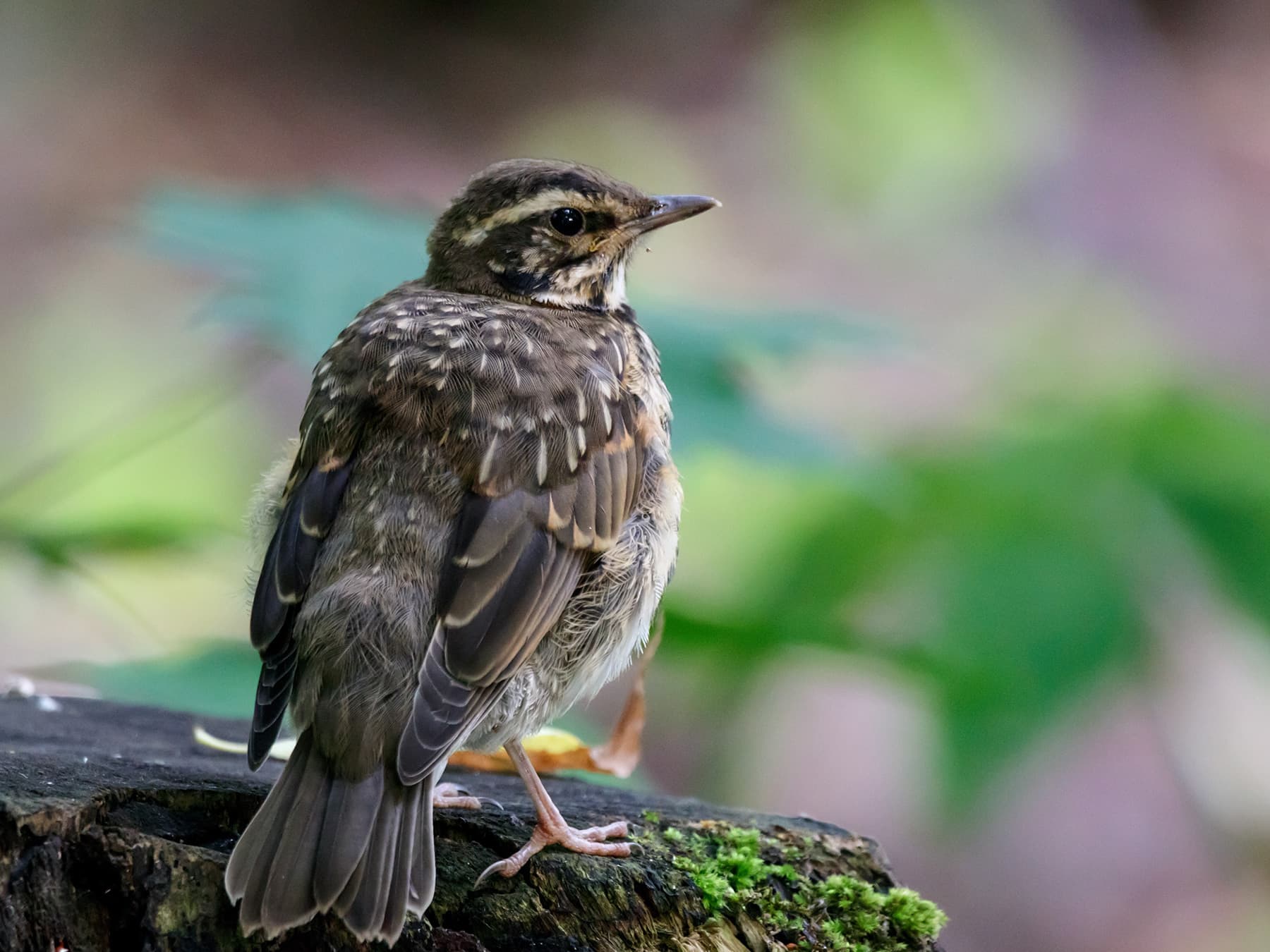 Juvenile Redwing