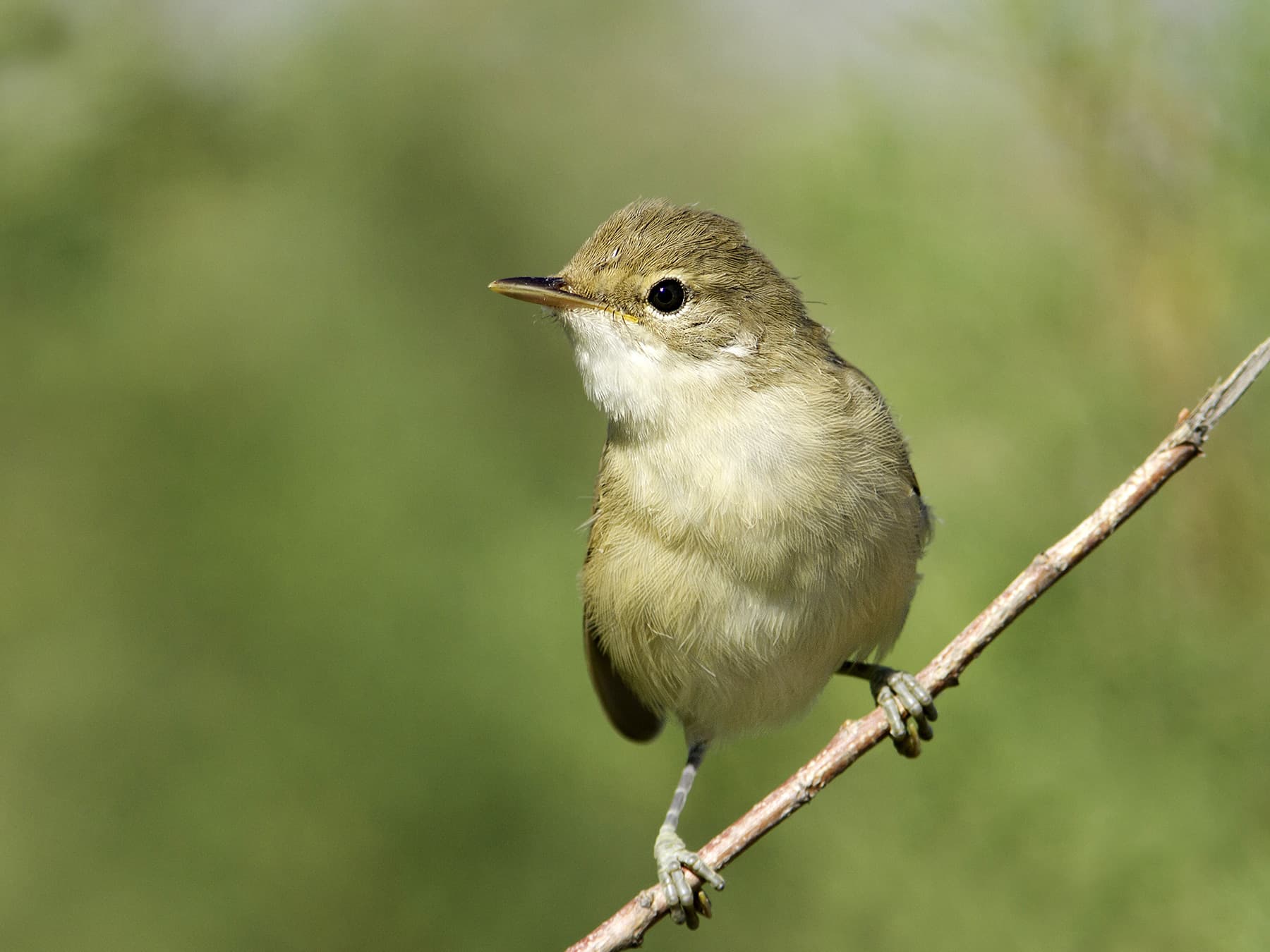 Juvenile Reed Warbler