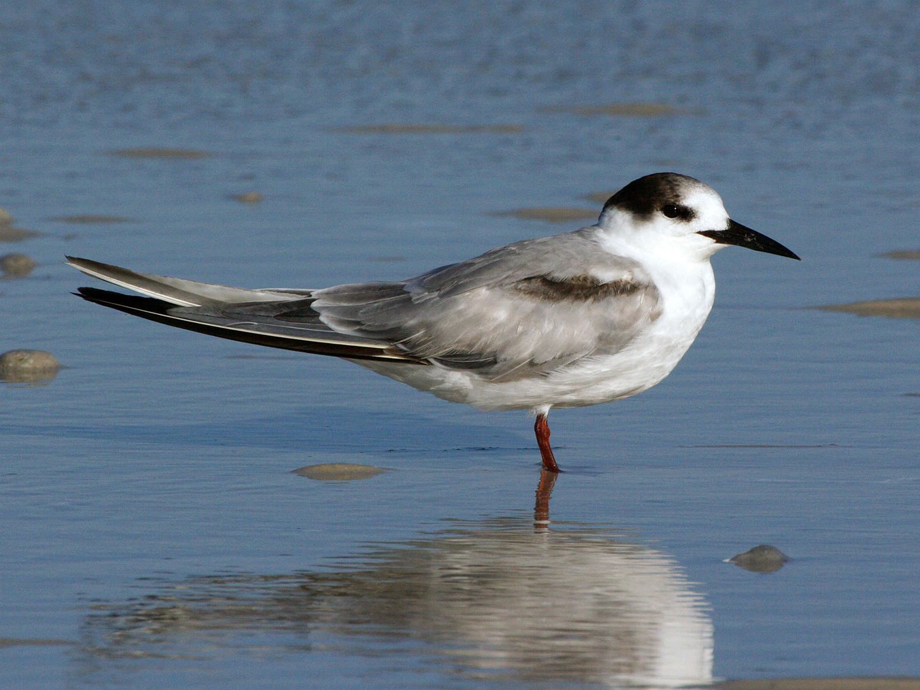 Juvenile Roseate Tern
