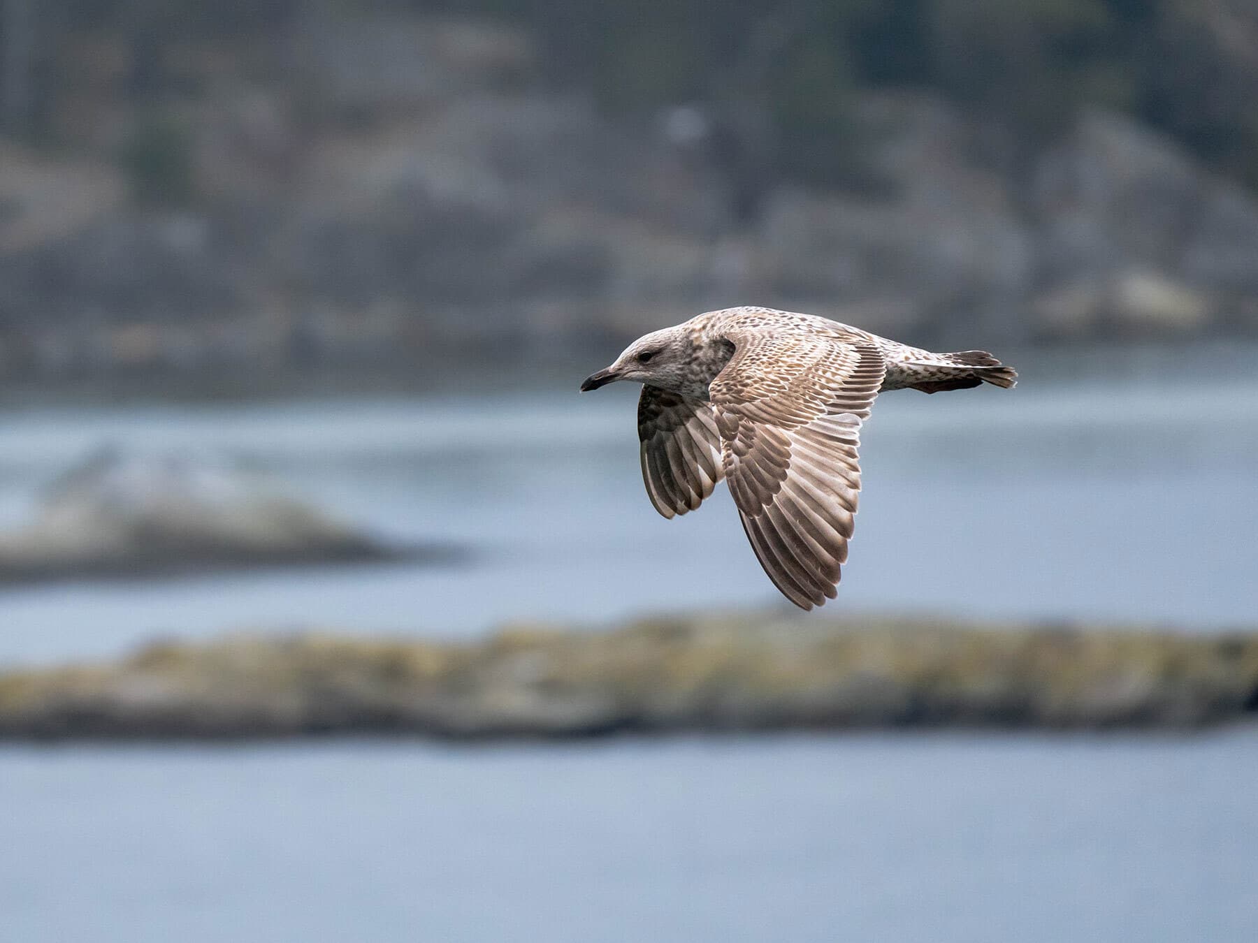 Juvenile seagull in flight