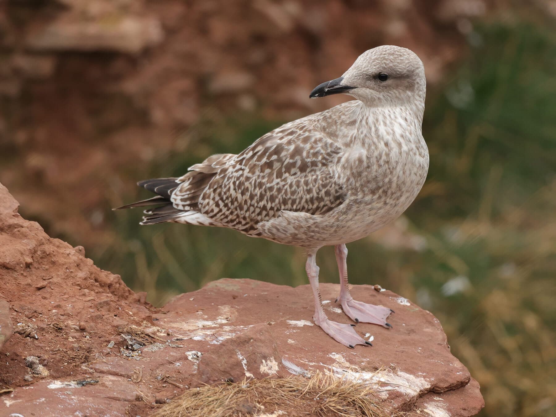 Juvenile seagull