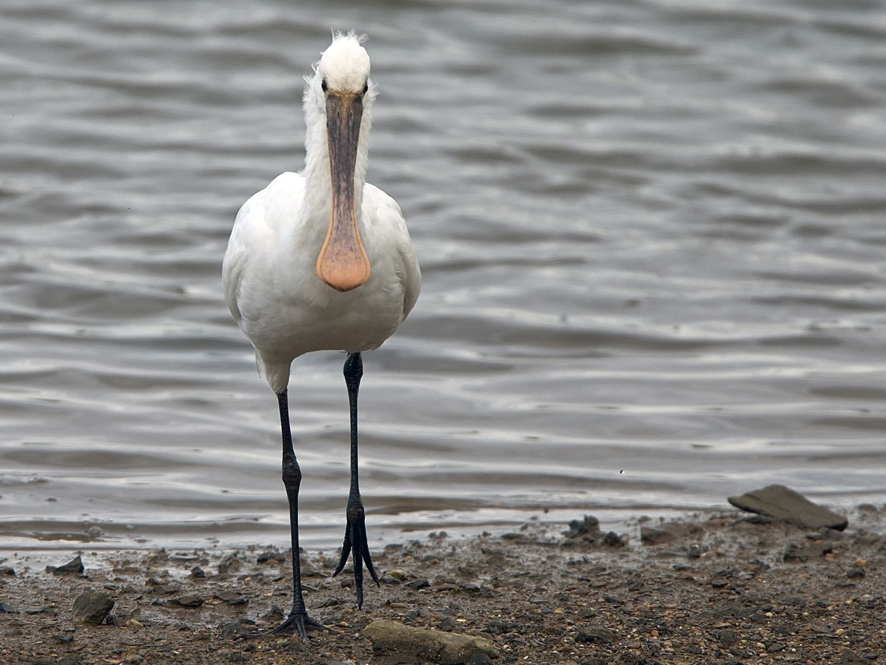 Juvenile Spoonbill