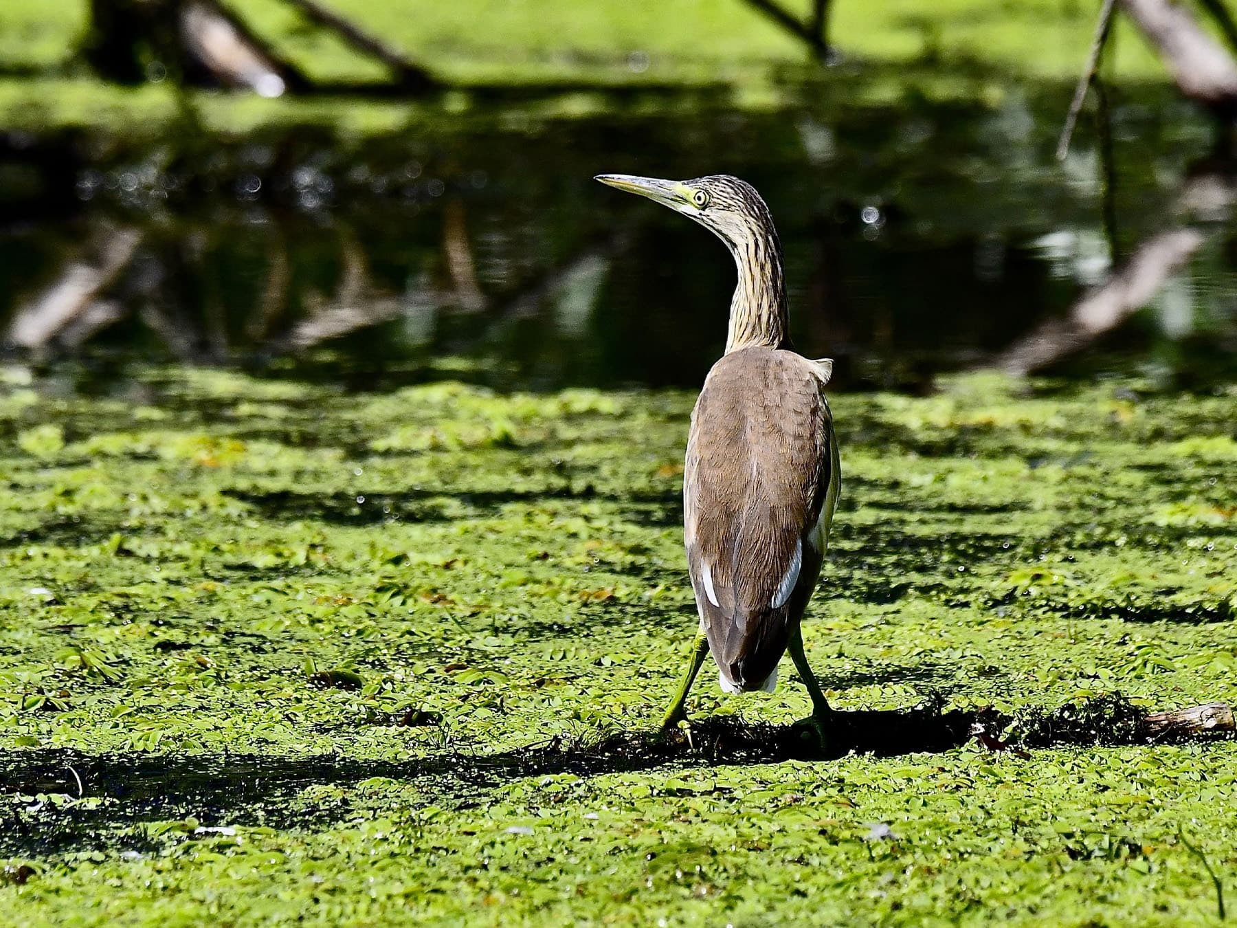 Juvenile Squacco Heron