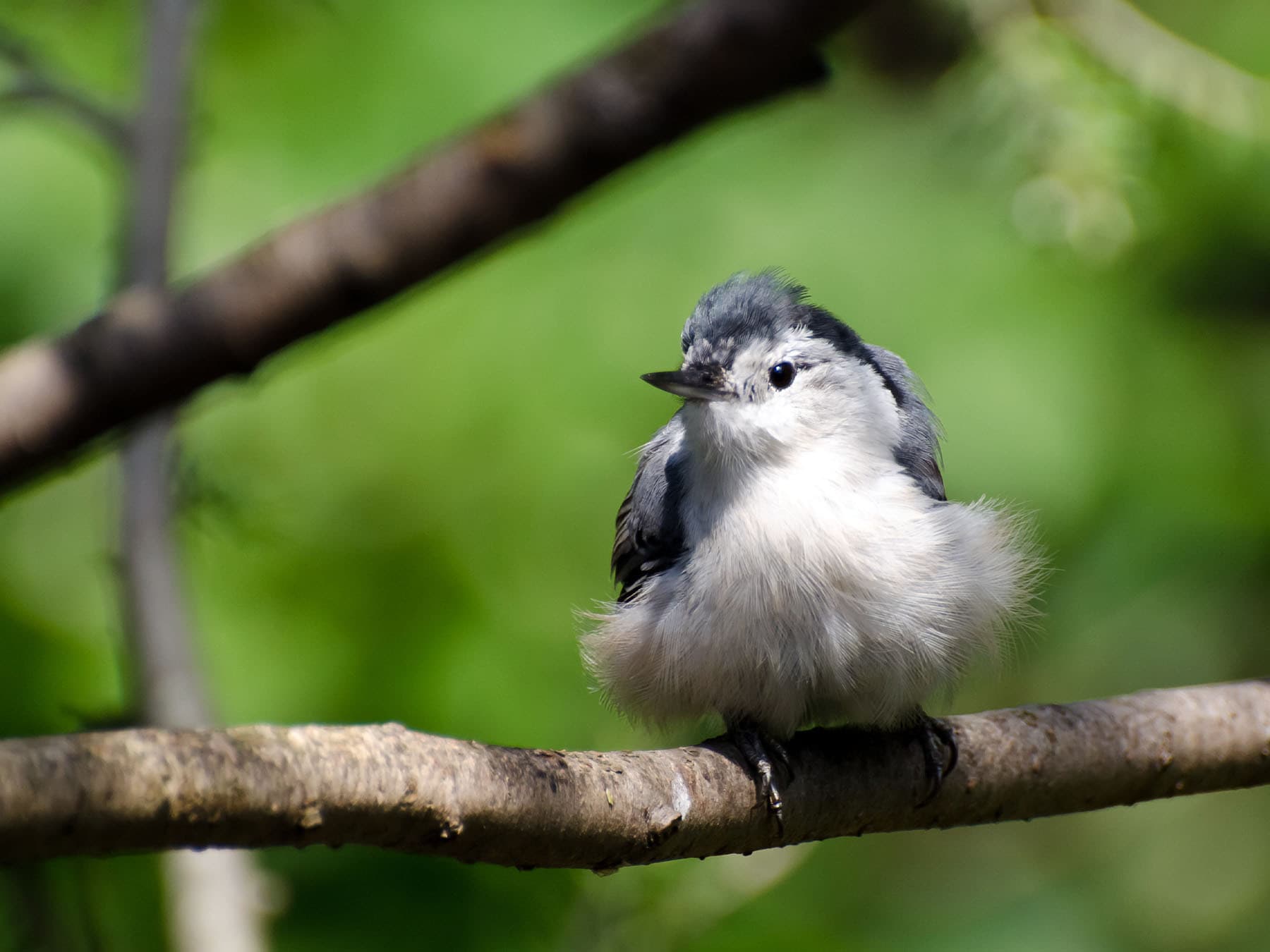 Juvenile White-breasted Nuthatch