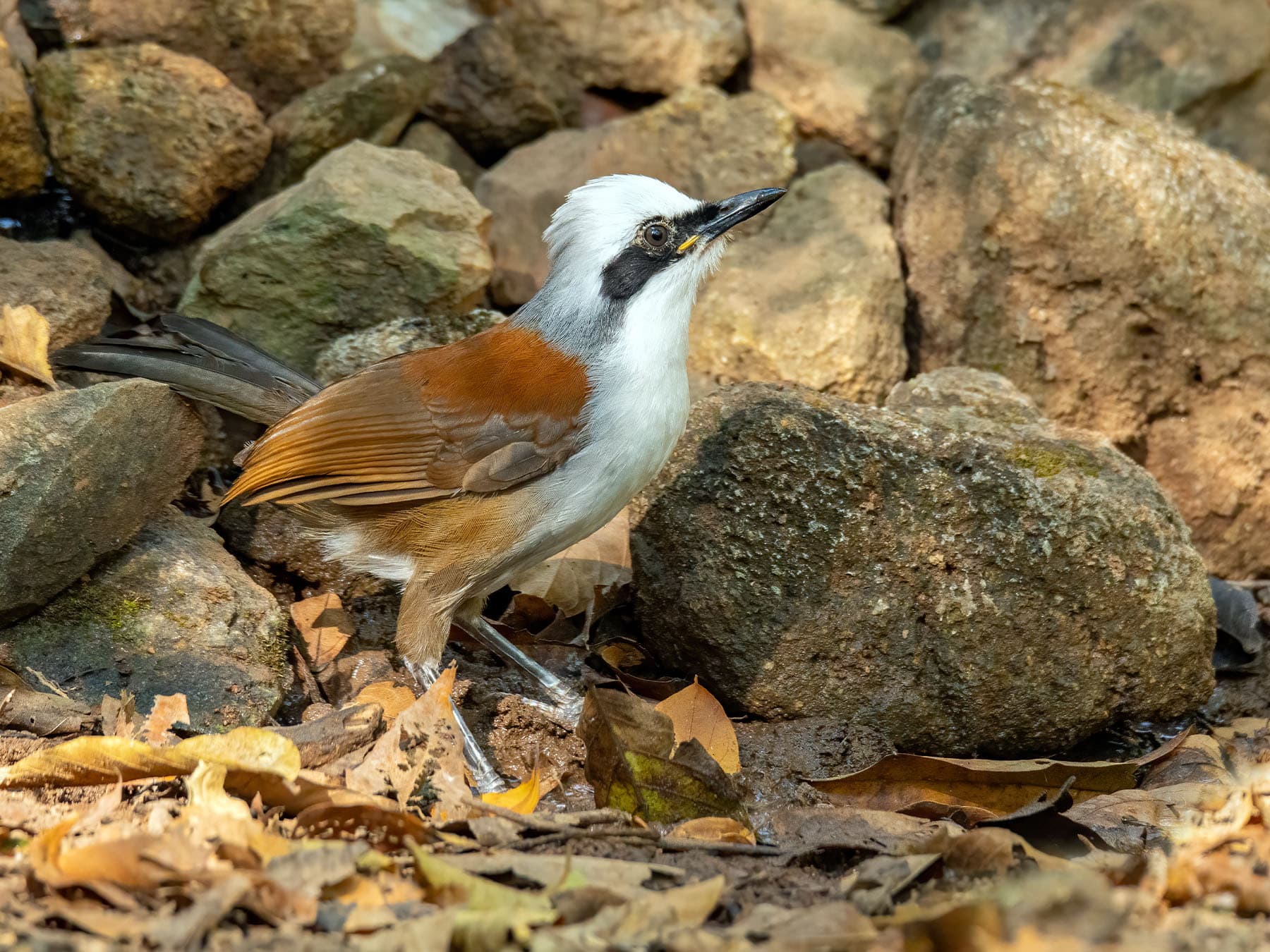 Juvenile White-crested Laughingthrush