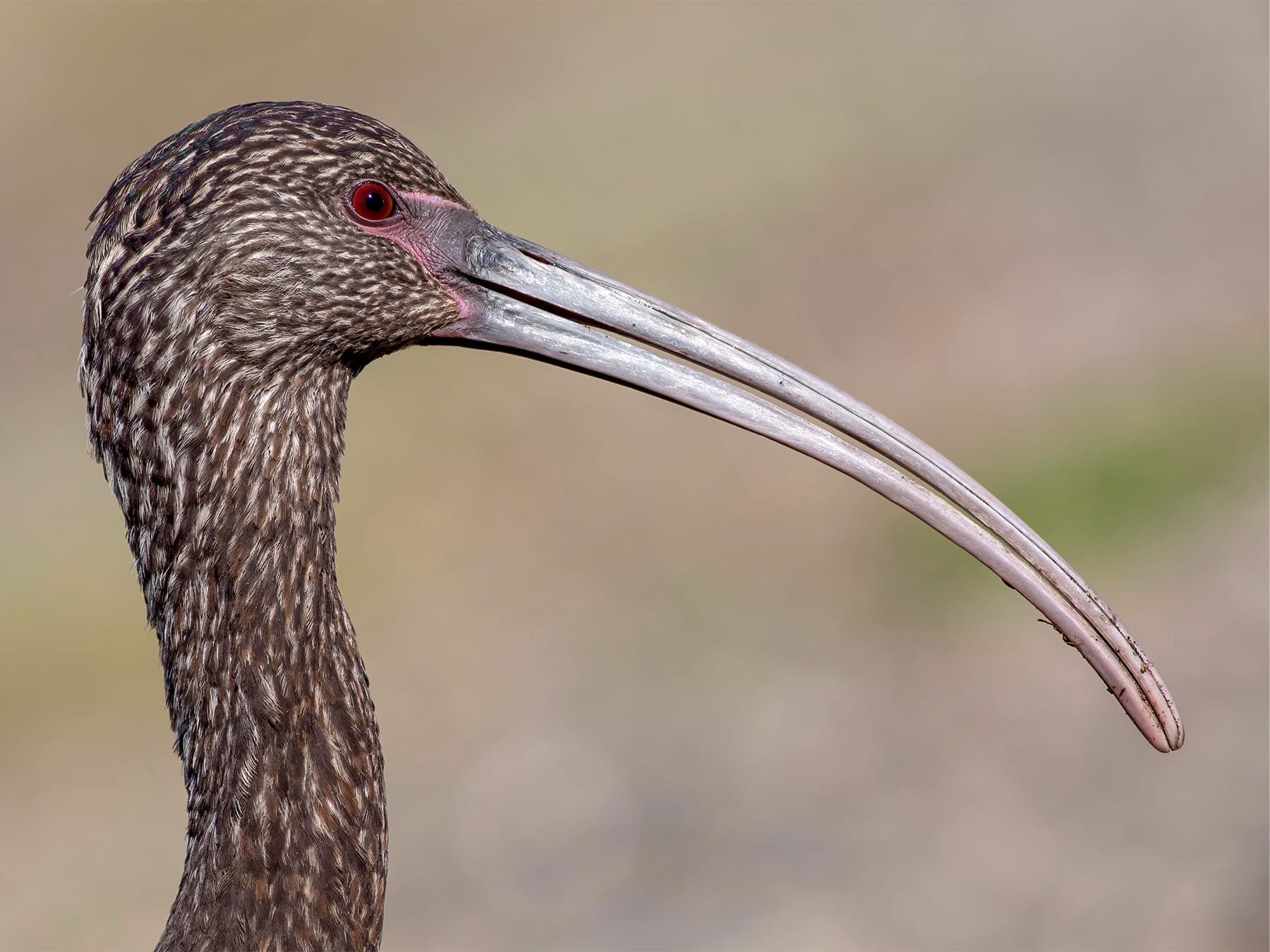 Juvenile white faced ibis portrait