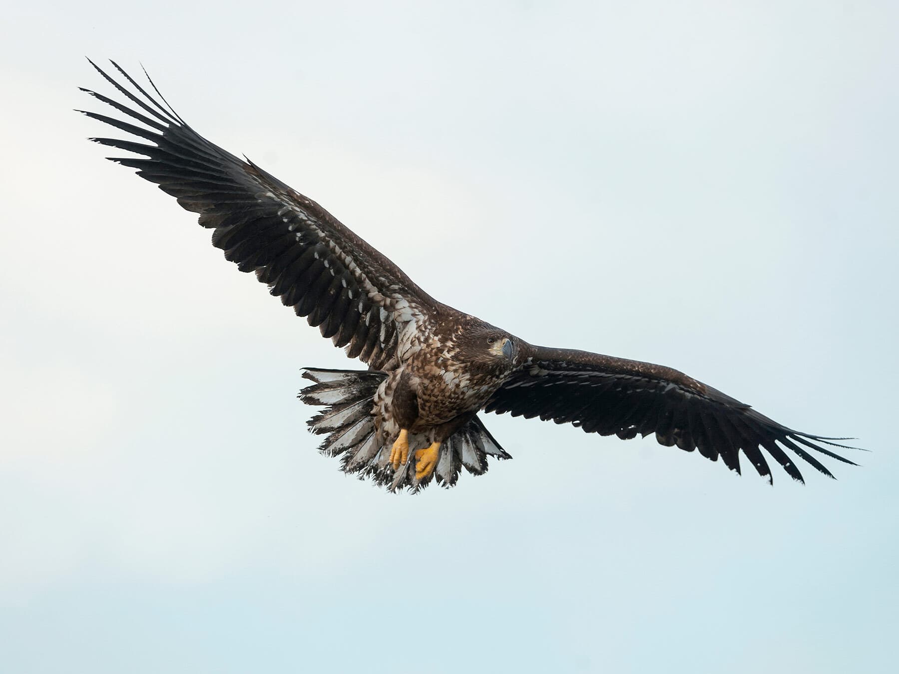Juvenile white tailed eagle flight