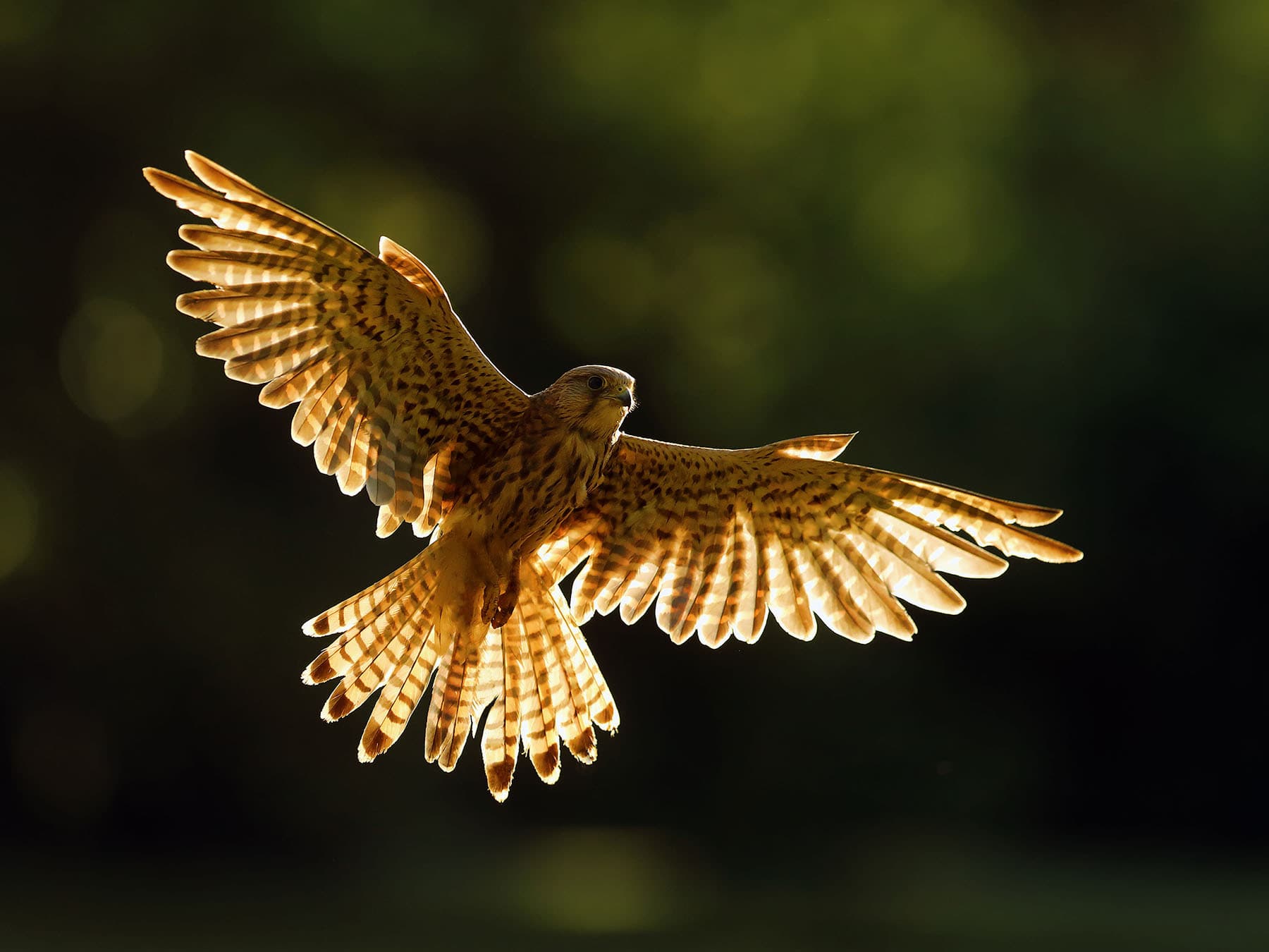 Kestrel hover time