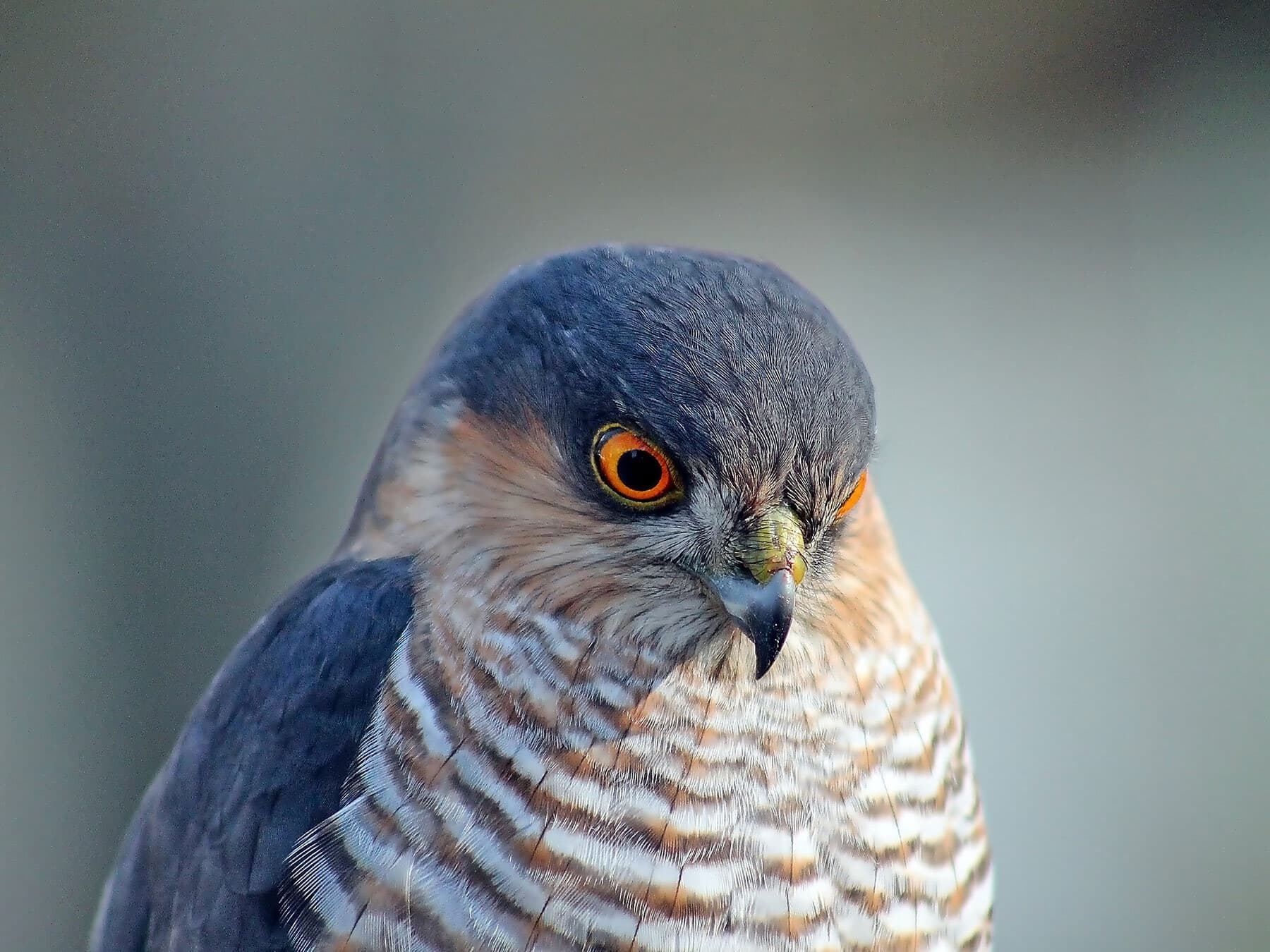 Common Kestrel or Eurasian Sparrowhawk (How to Tell the Difference)