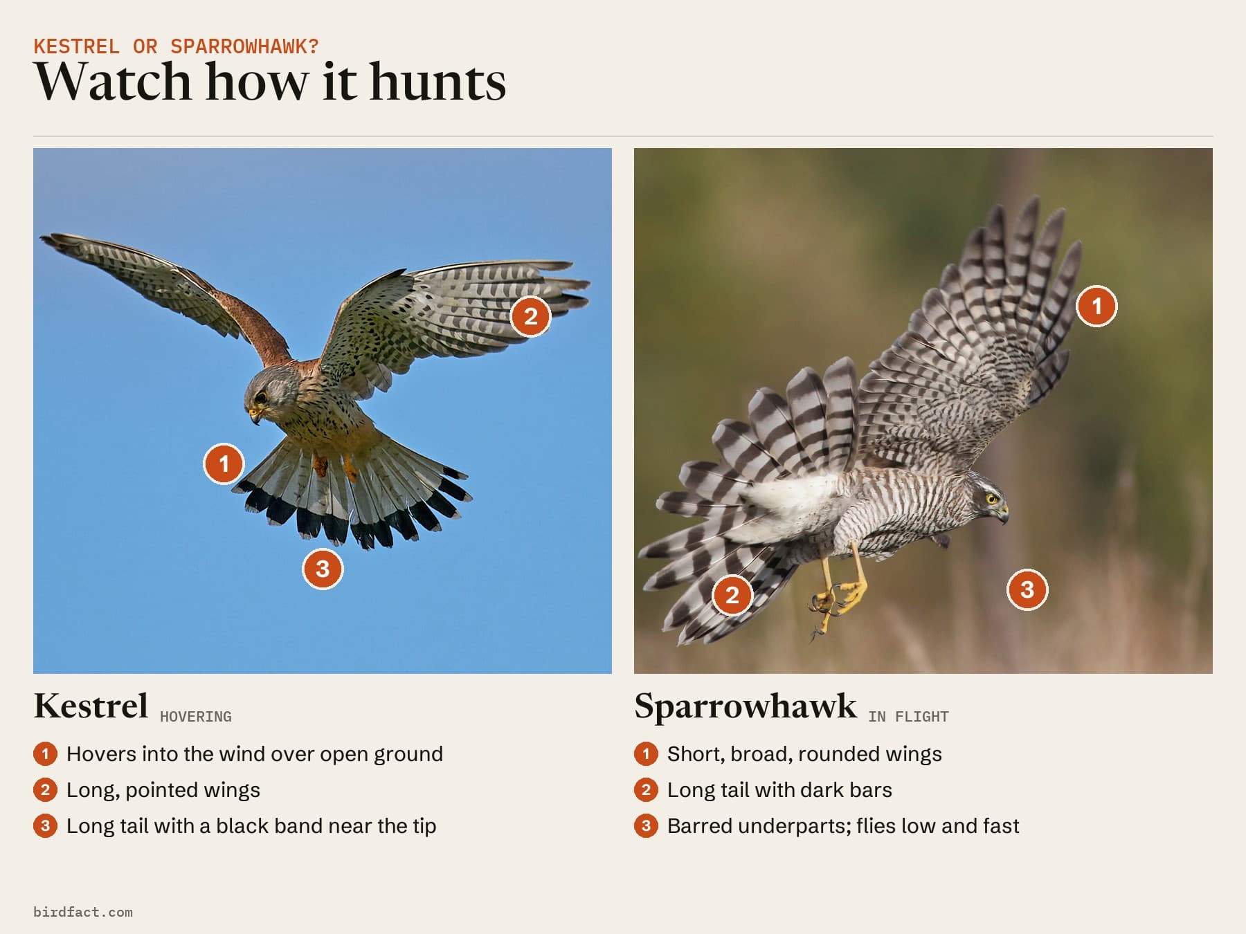 Comparison card, photos of a Kestrel (hovering) on the left and a Sparrowhawk (in flight) on the right, headed 'Watch how it hunts'. Kestrel: hovers into the wind over open ground; long, pointed wings; long tail with a black band near the tip. Sparrowhawk: short, broad, rounded wings; long tail with dark bars; barred underparts; flies low and fast.