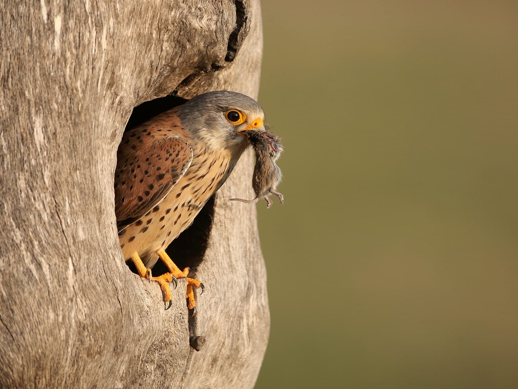 Kestrel waiting with prey