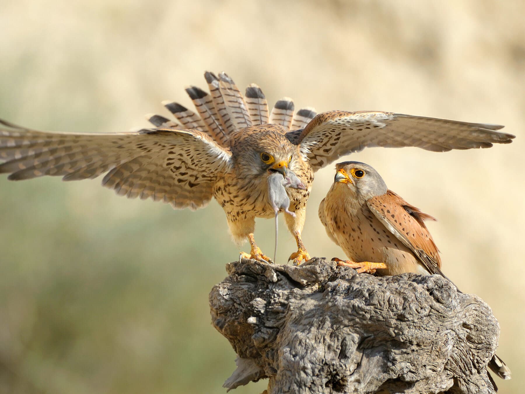 Kestrel with mouse