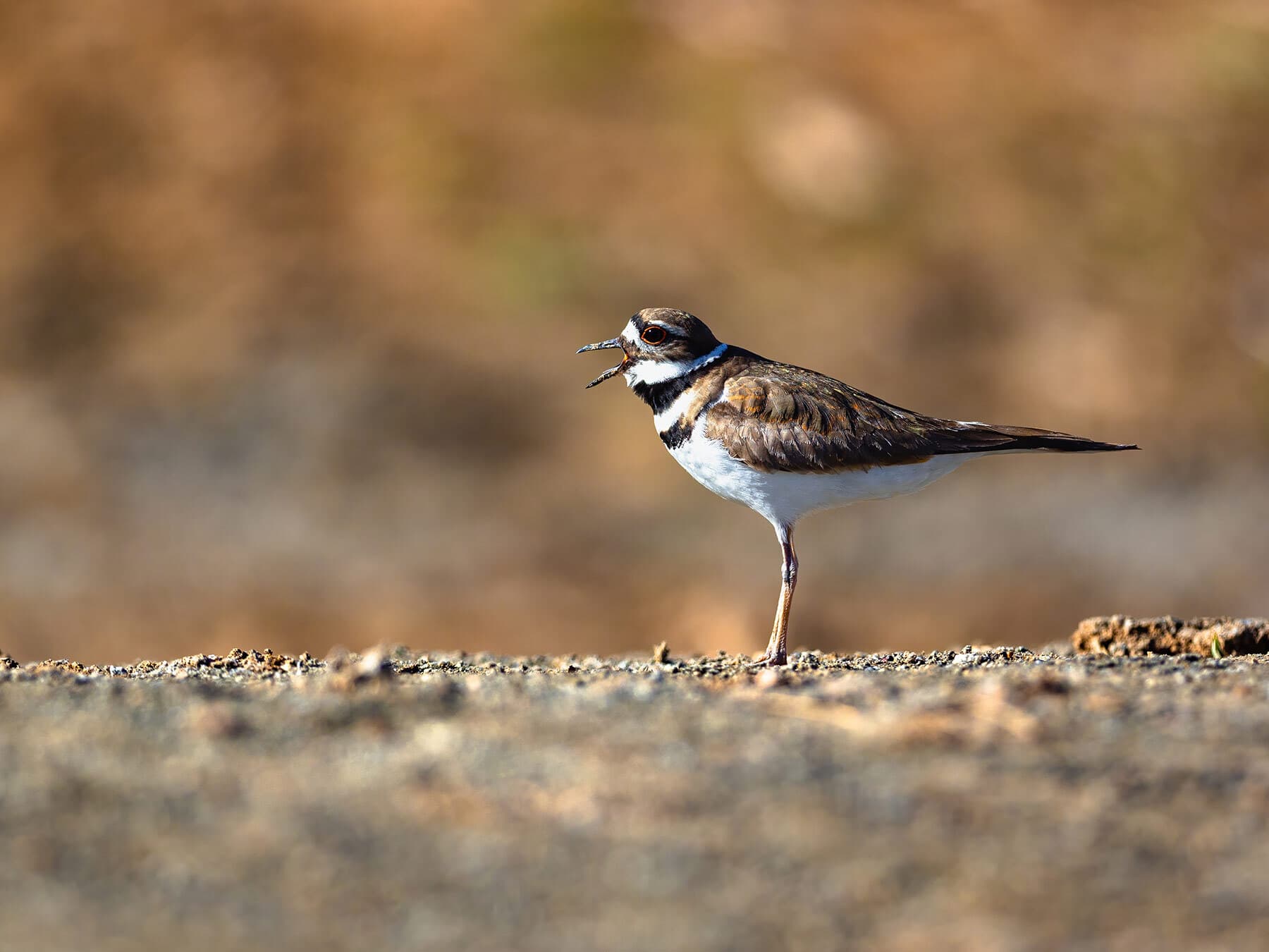 Killdeer calling
