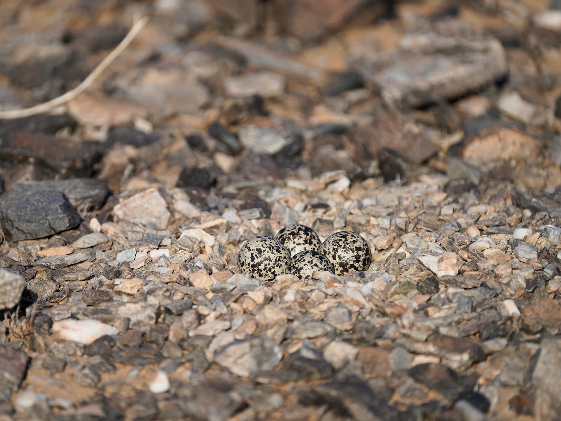 Killdeer nest