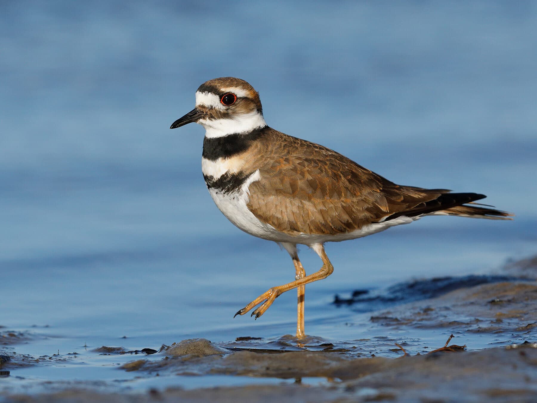Killdeer Nesting (All You Need To Know)