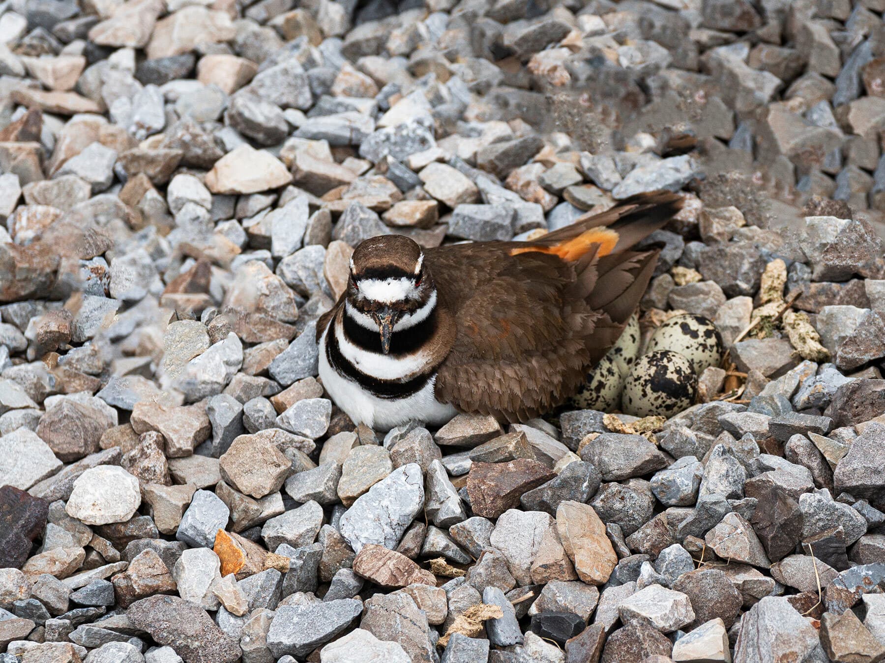 Killdeer sat on nest