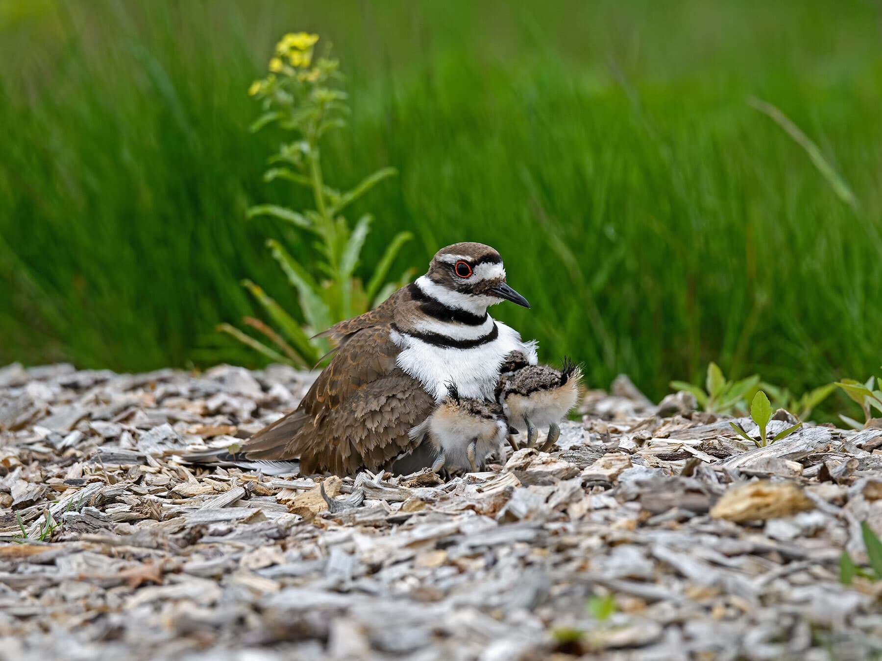 Killdeer with chicks