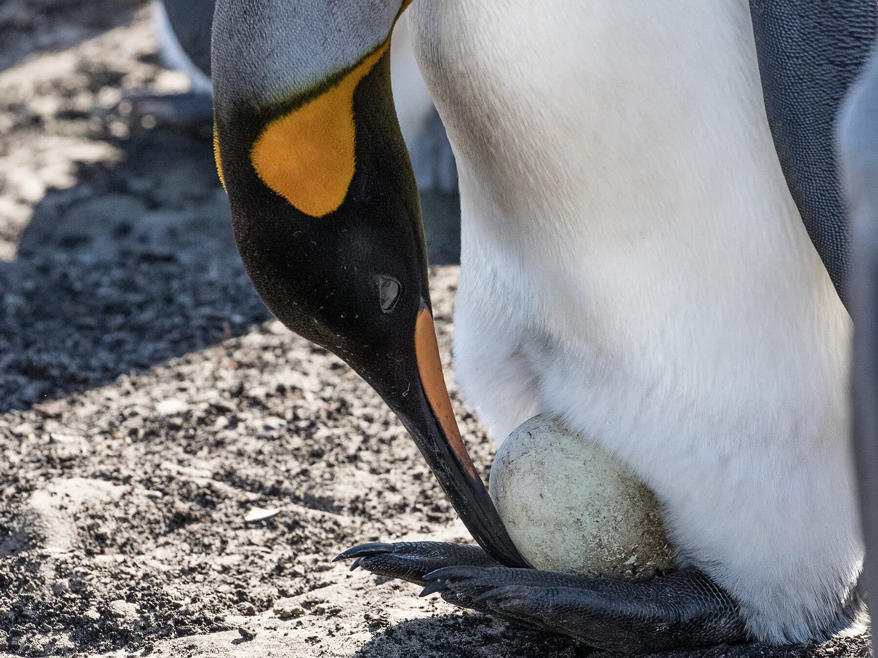 King penguin nuzzling egg with beak