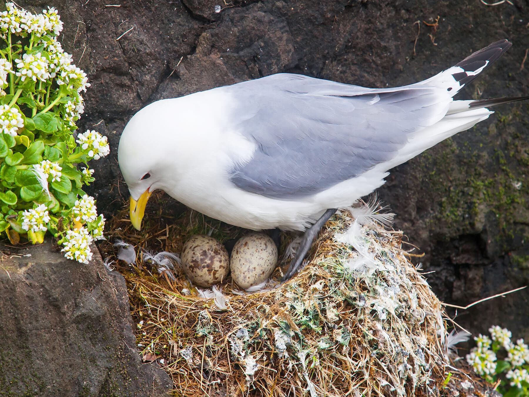Kittiwake sitting on eggs