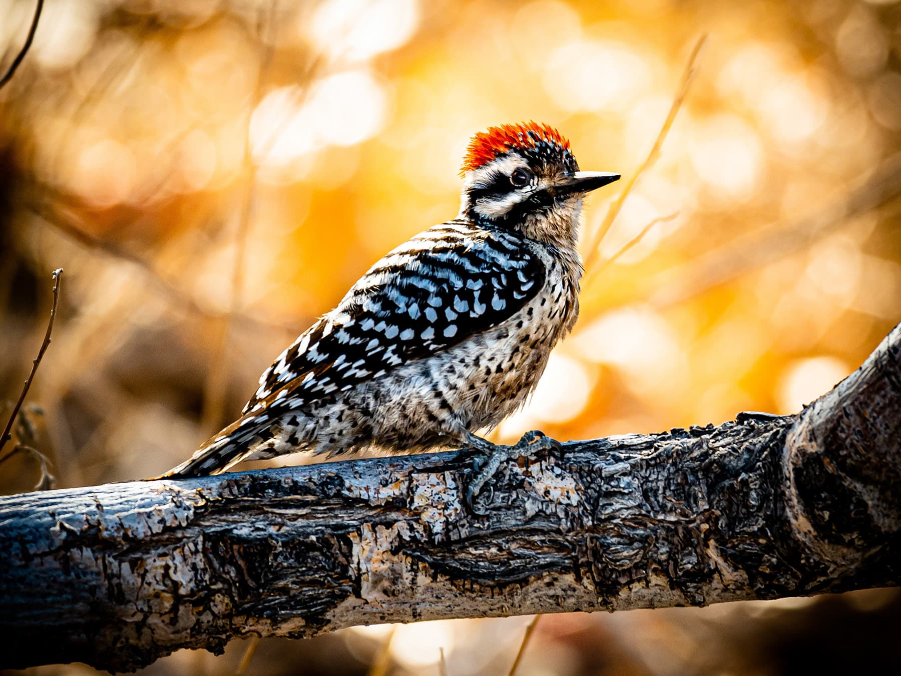 Ladder-backed Woodpecker