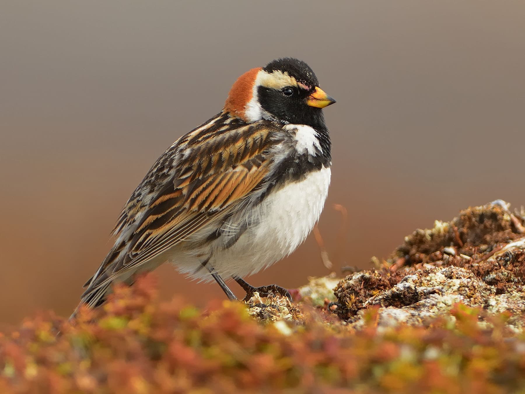 Longspurs & Snow Buntings