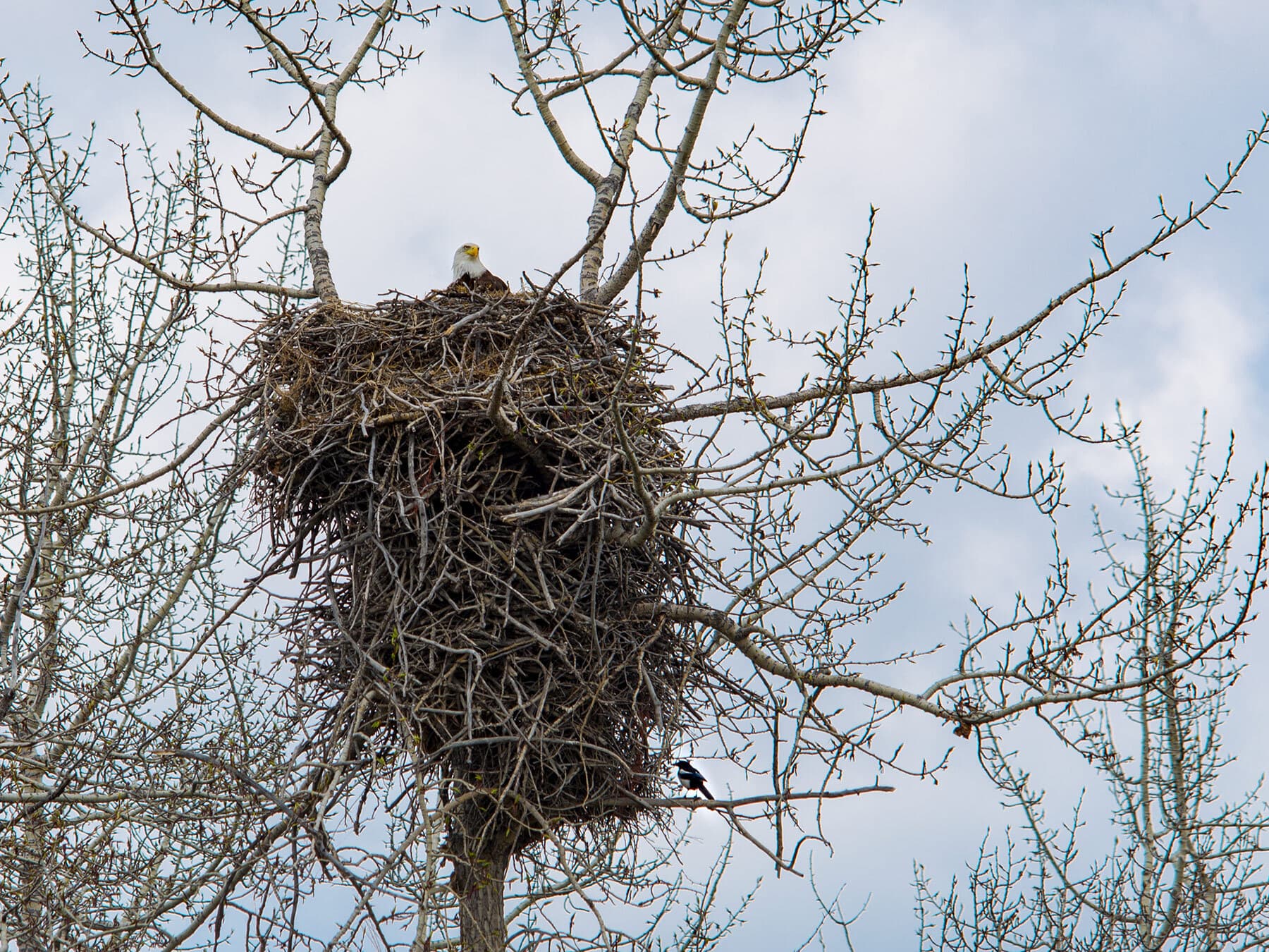 Large bald eagle nest