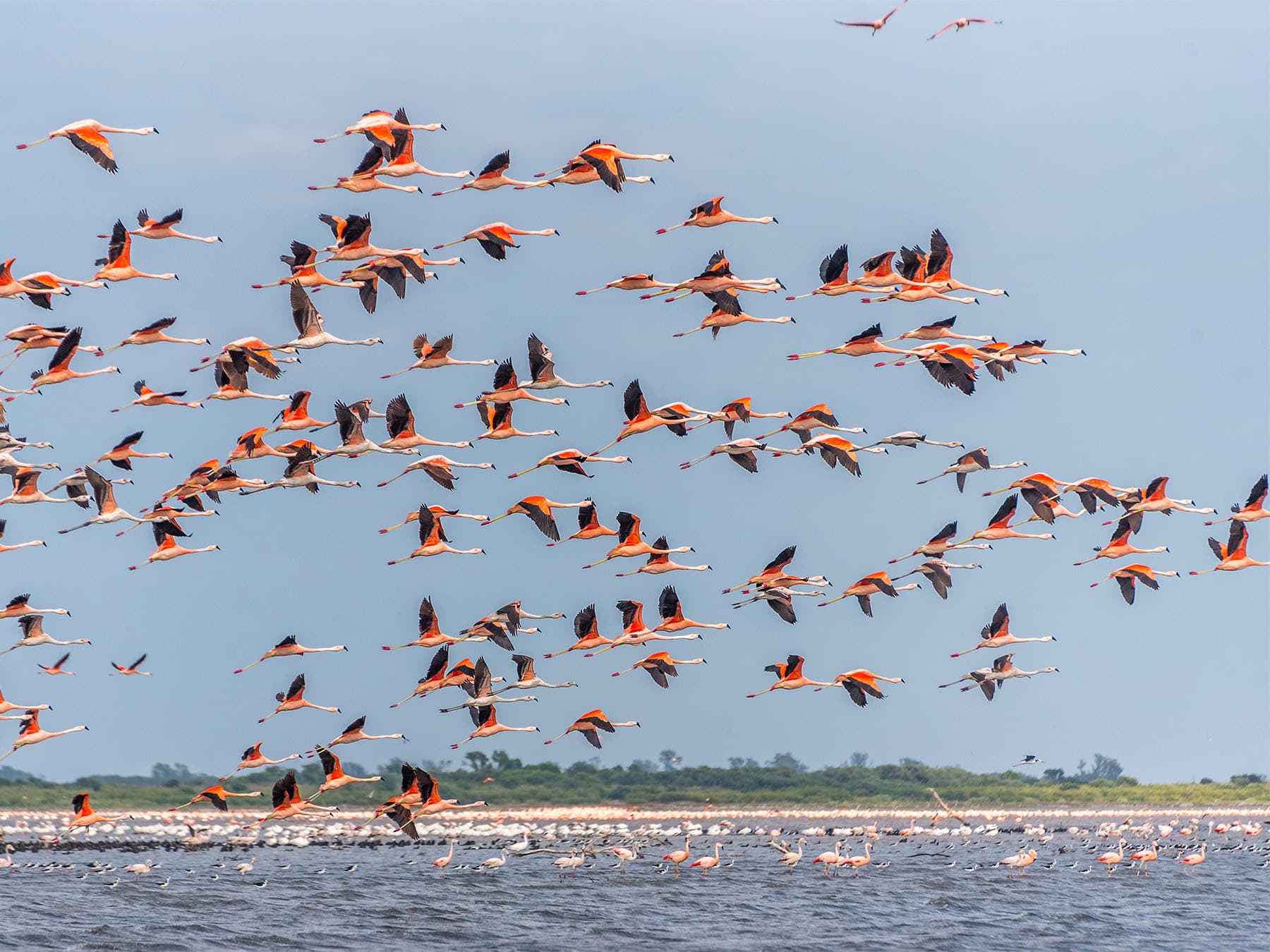 Large flock of andean flamingos