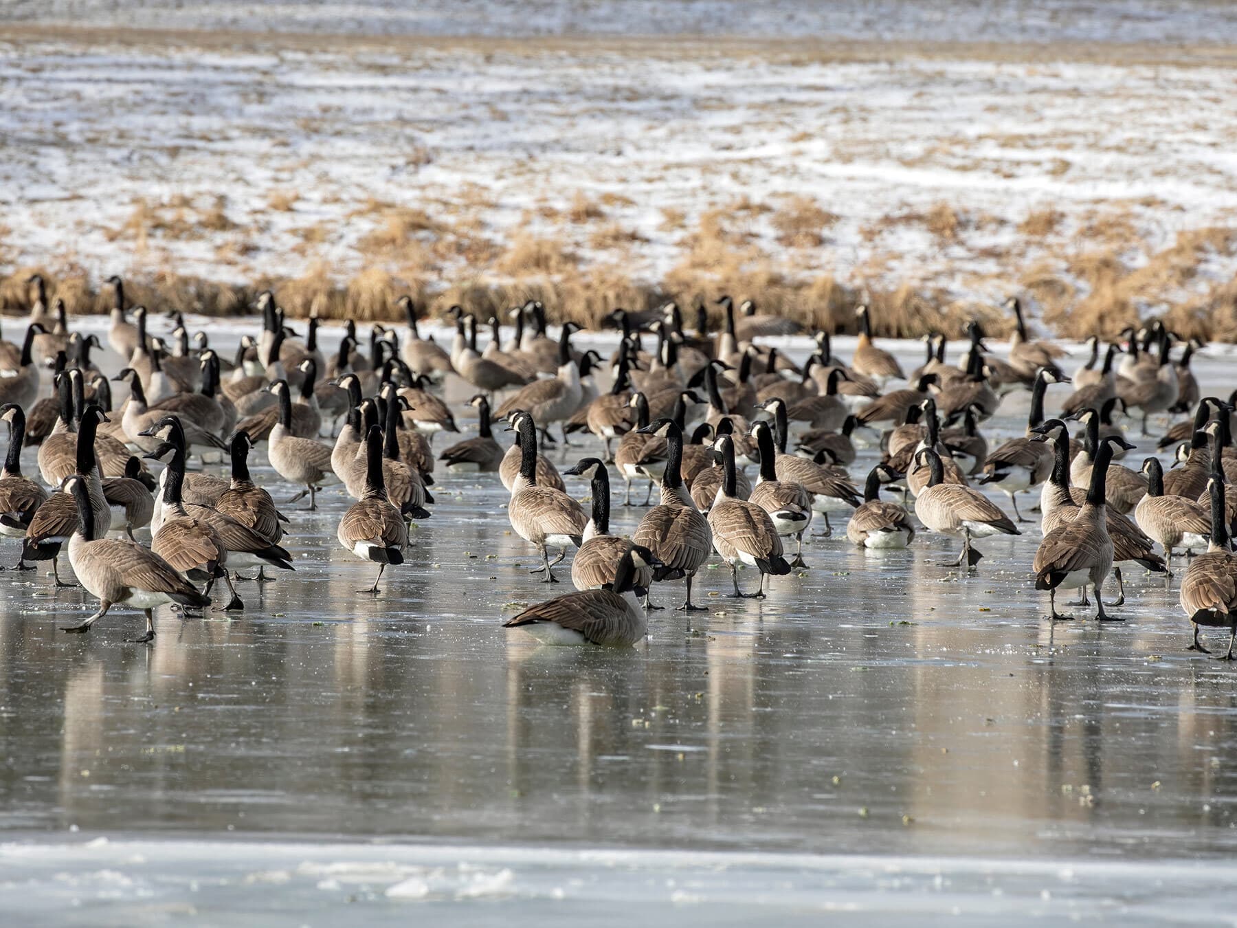 Large group of canada geese