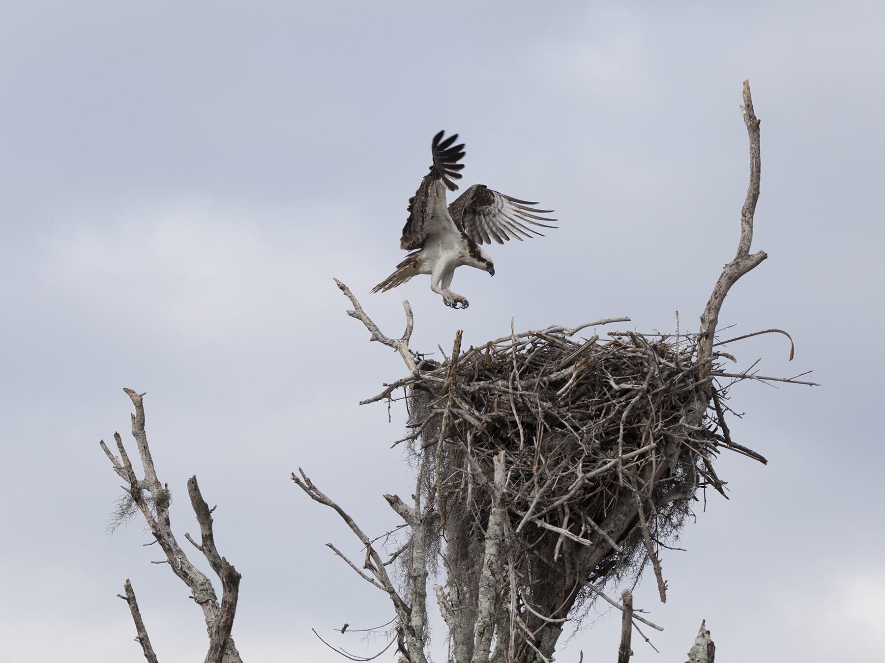 Large osprey nest