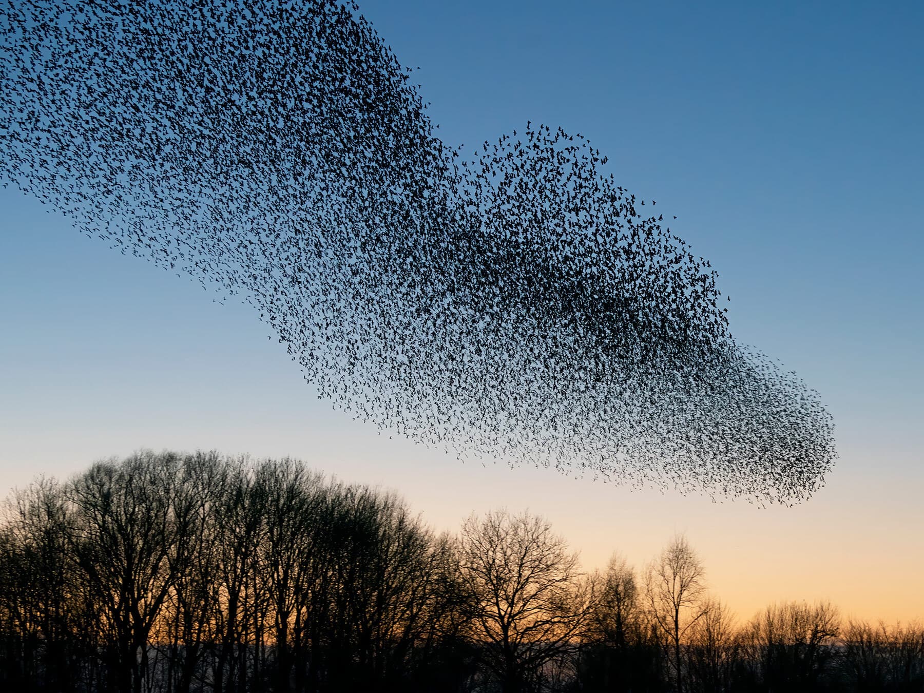 Large starling murmuration