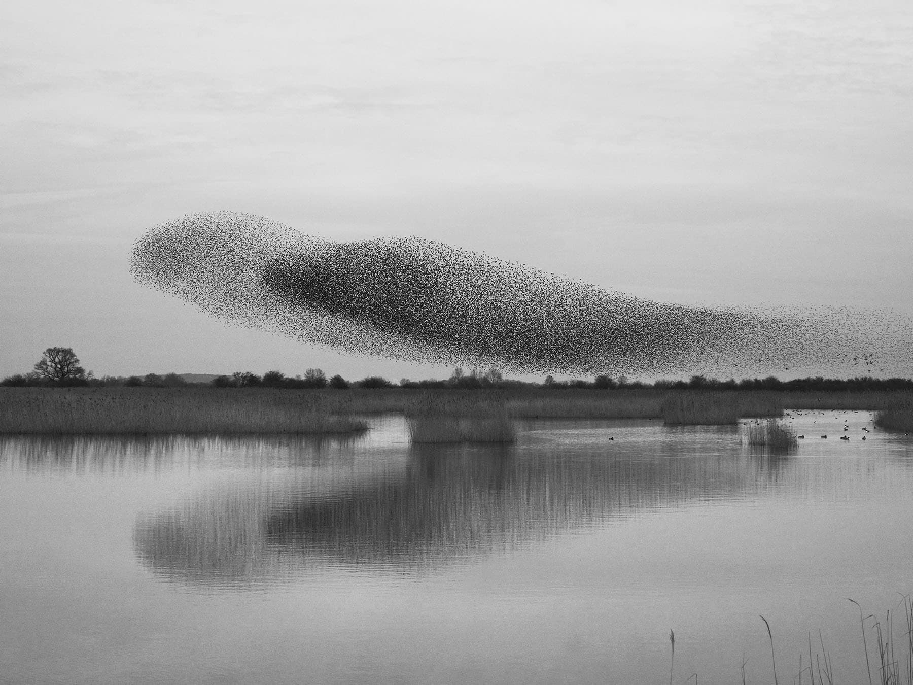 Large starling murmuration