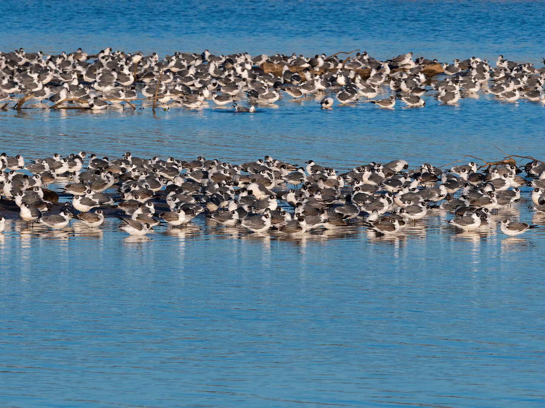 Laughing gull flock