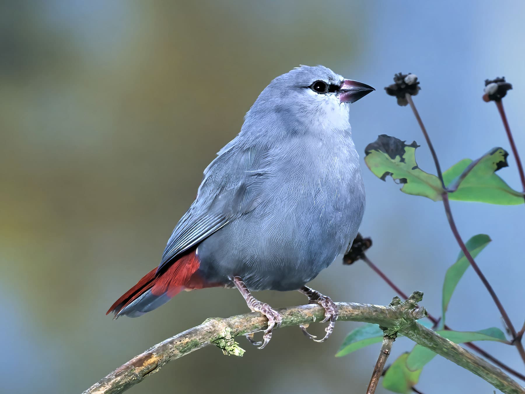 Lavender Waxbill