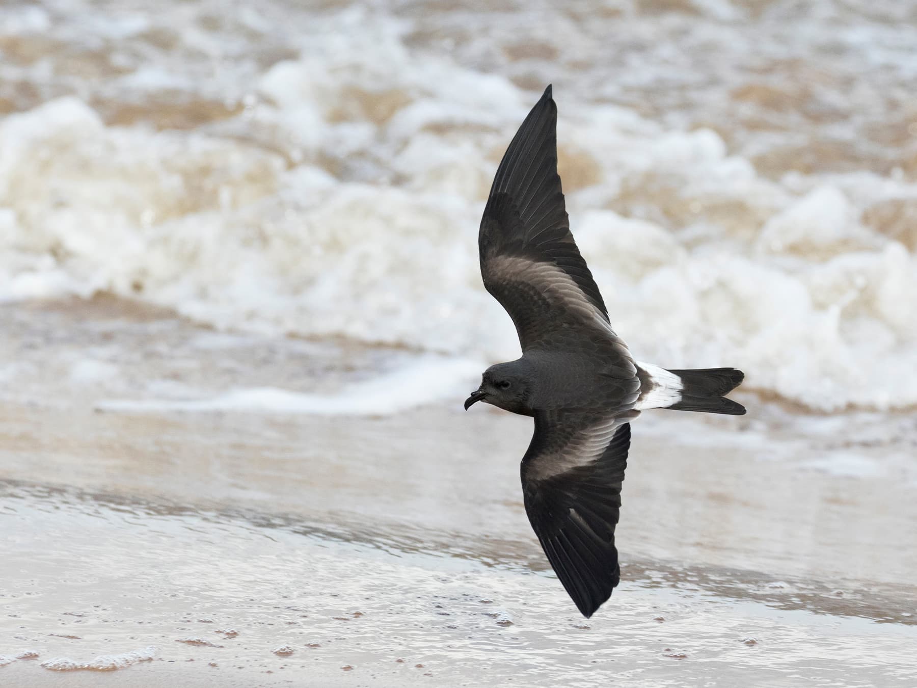 Storm Petrels
