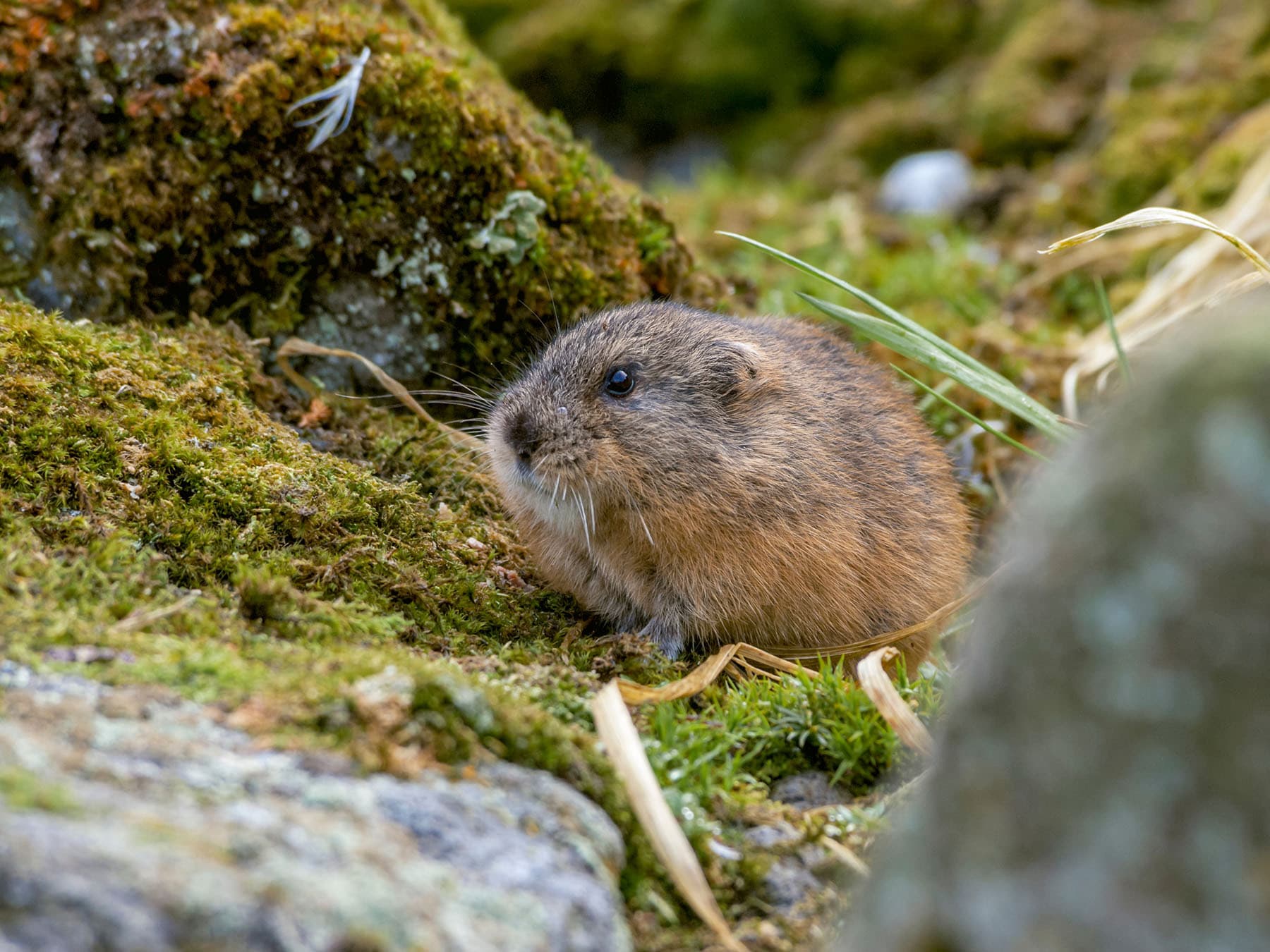 Lemming alaska