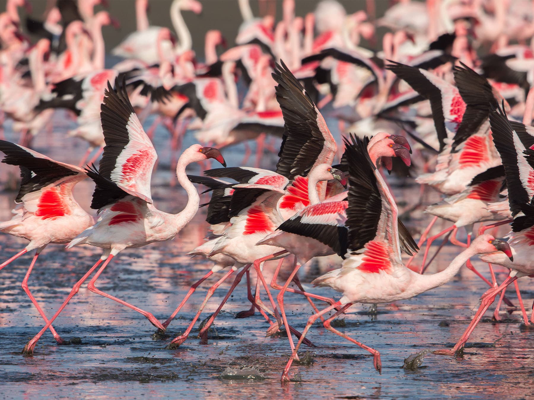 Lesser flamingos taking off from lake