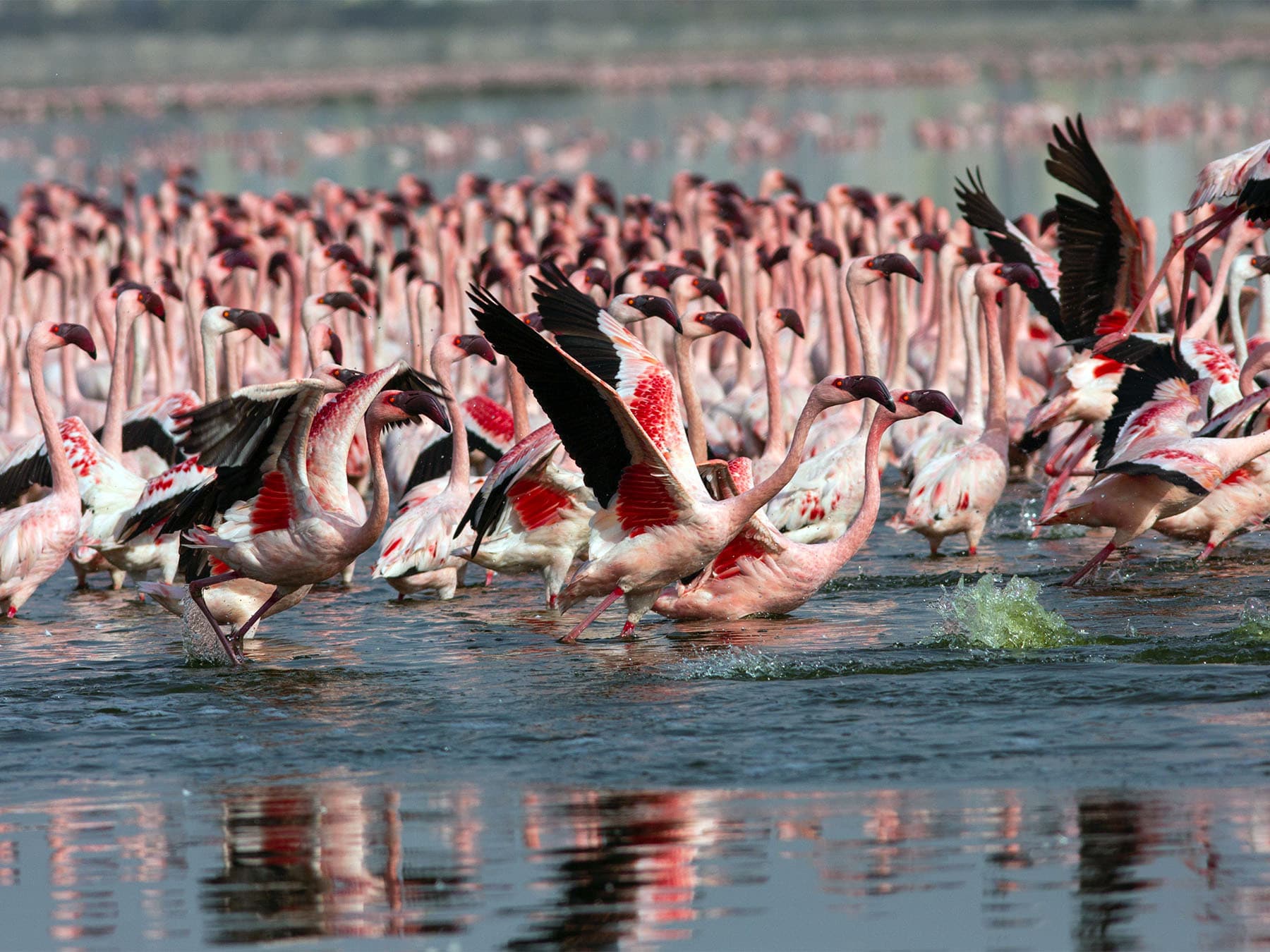 Lesser flamingos taking off from natural habitat