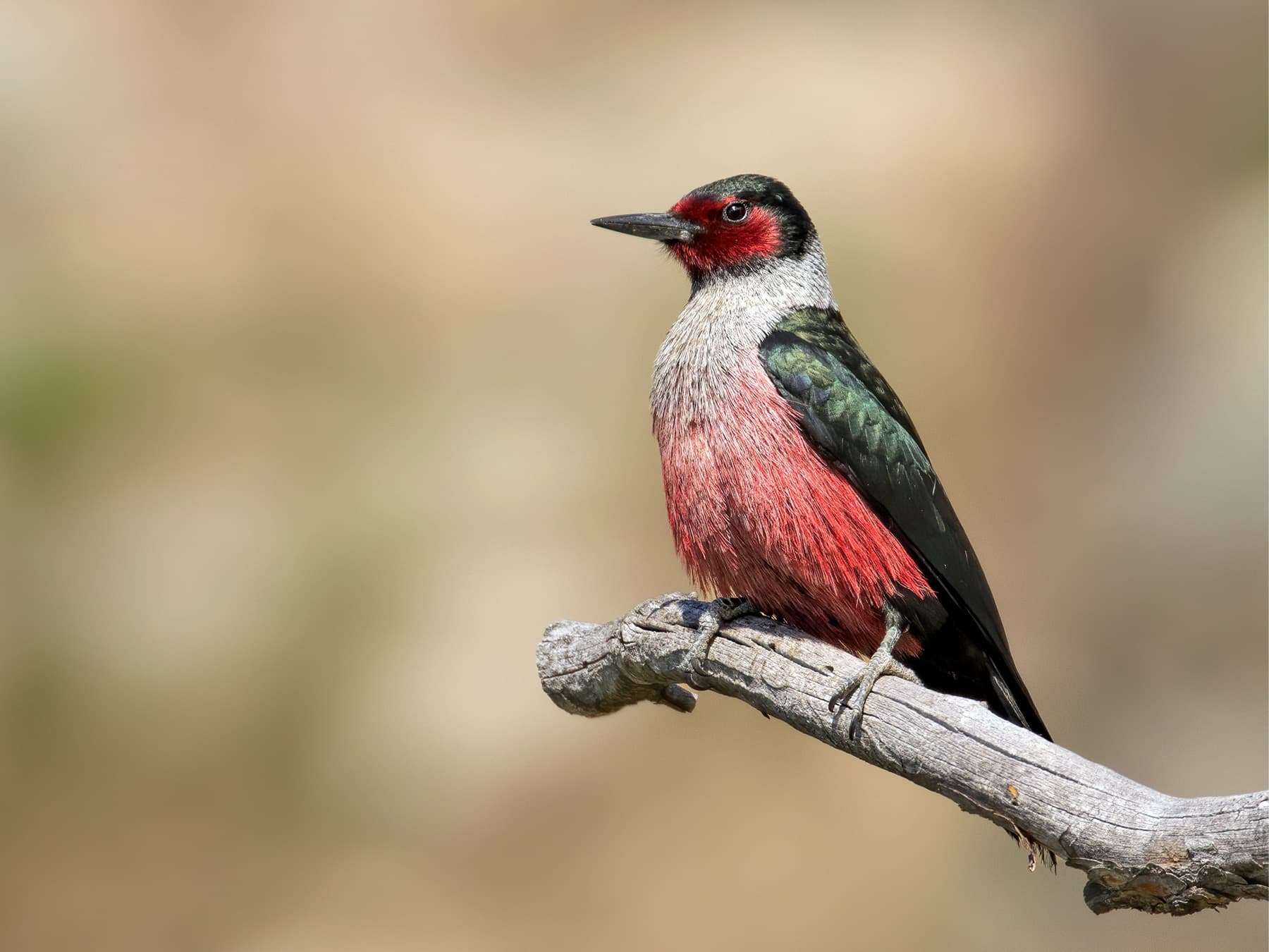 Lewis's Woodpecker