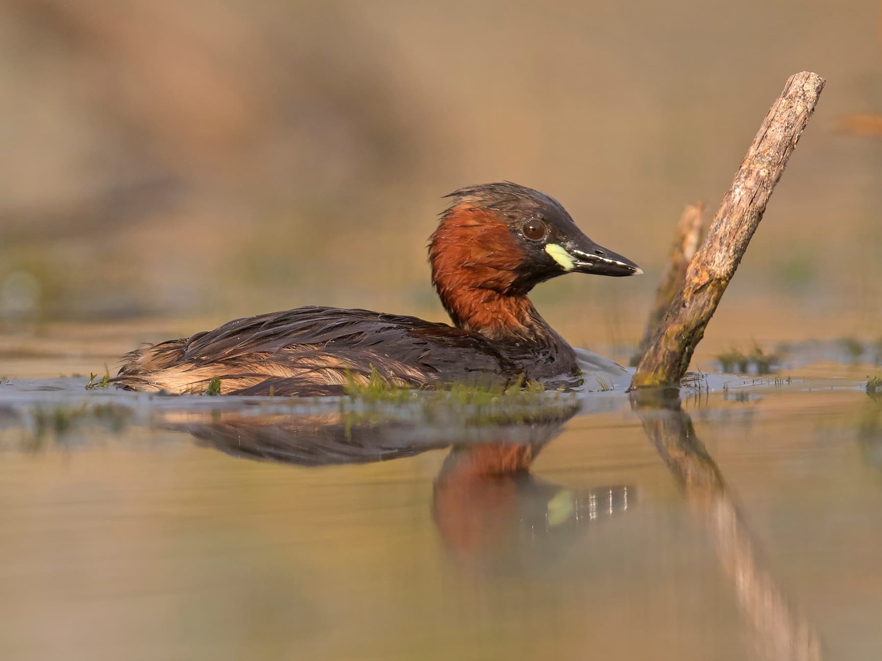 Grebes