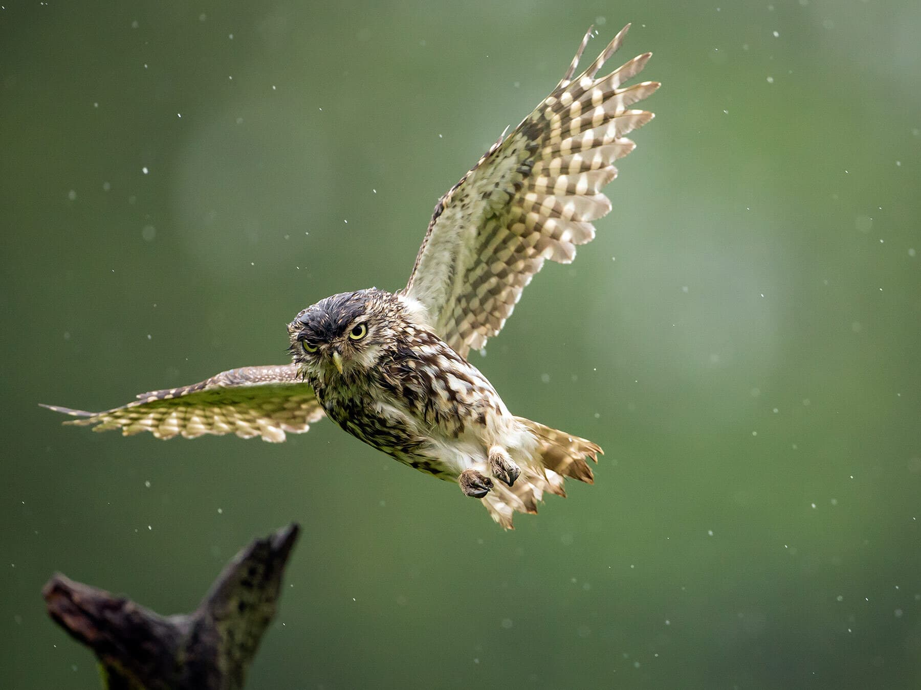 Little owl flying through rain