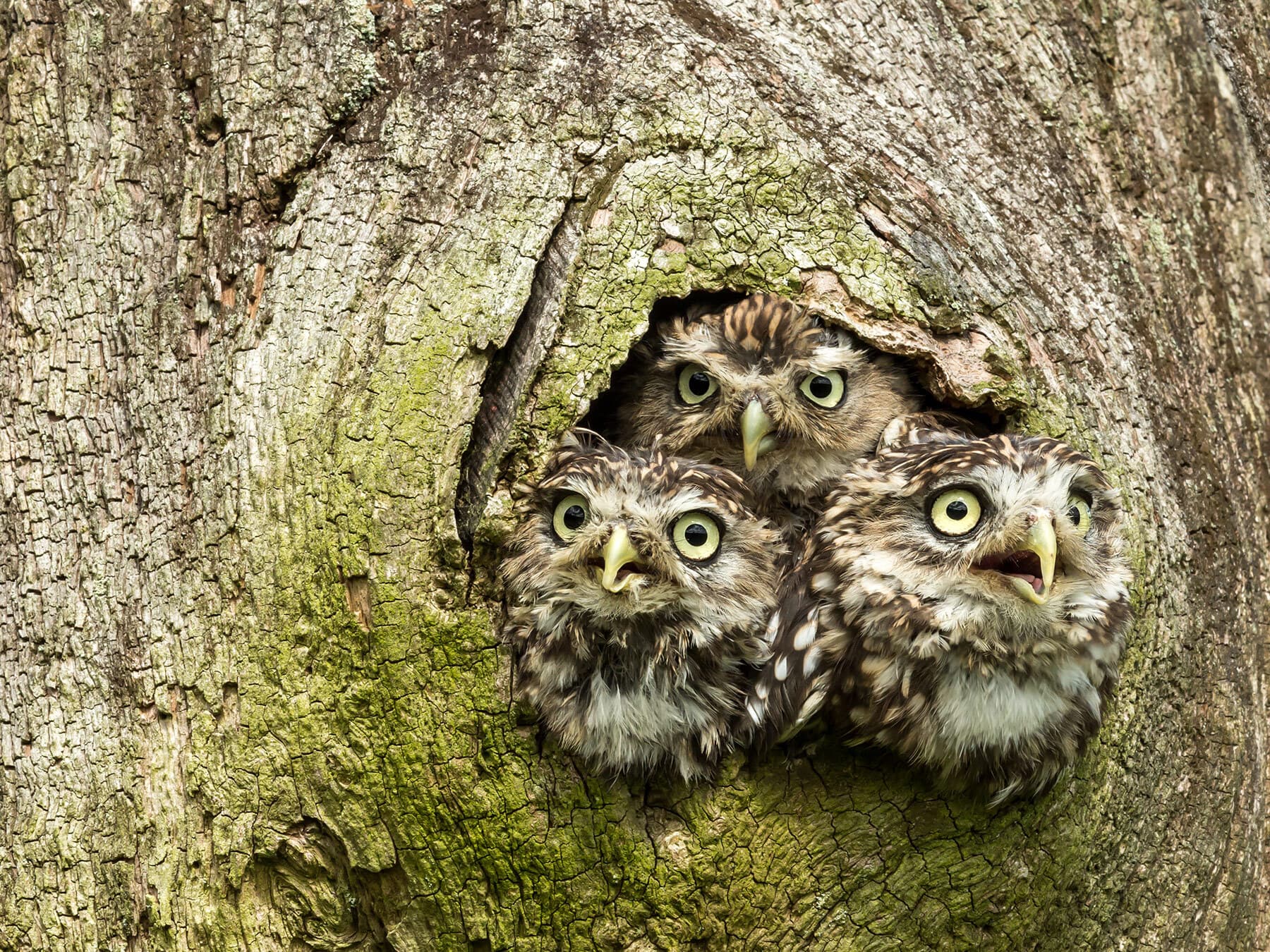 Little owlets