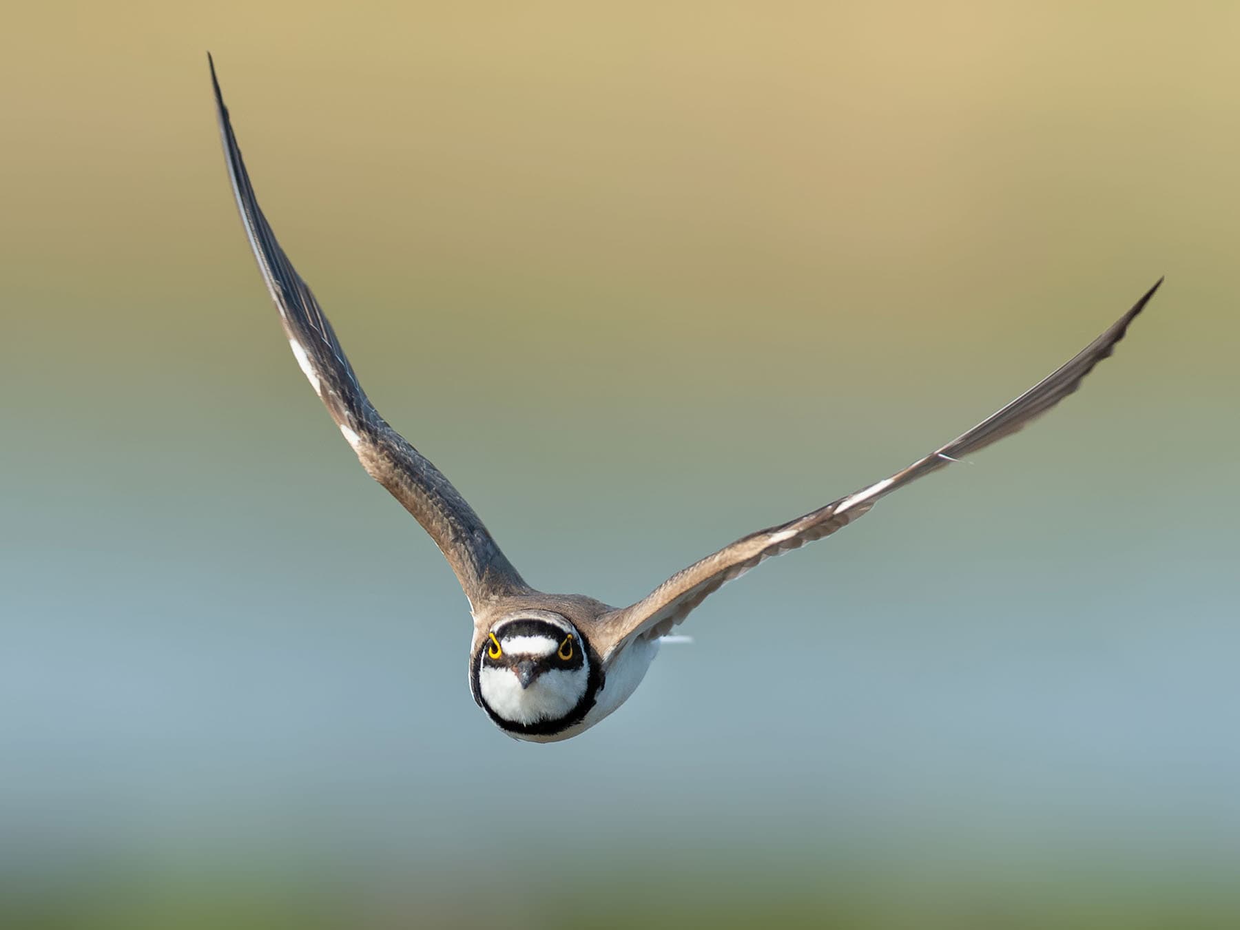 Little Ringed Plover in flight